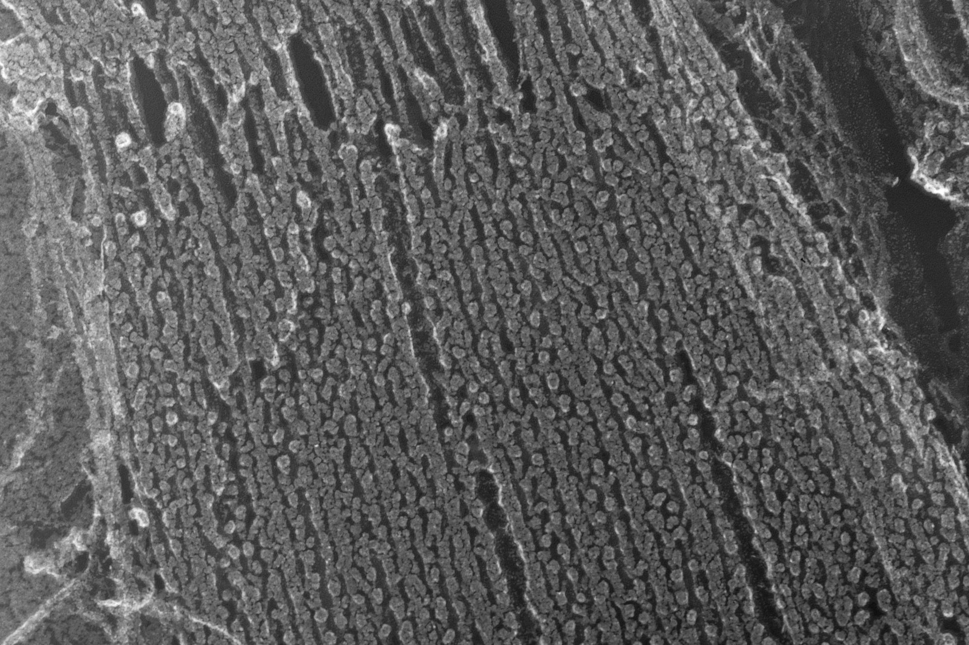 Oryctolagus cuniculus (Cytoskeleton) - CIL:6564