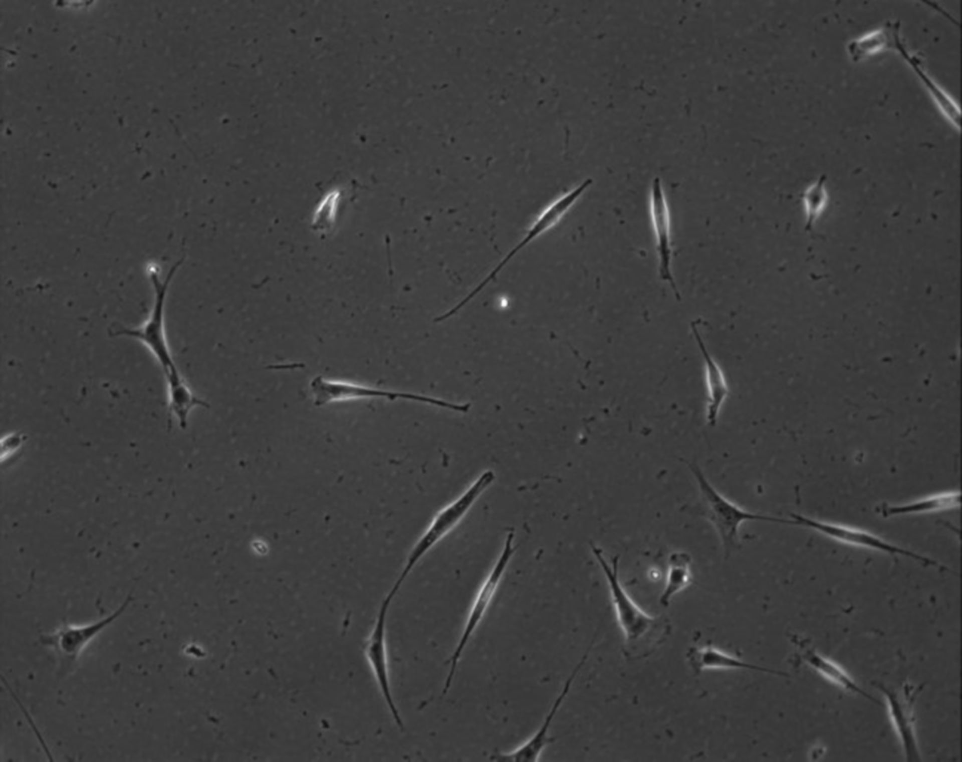 Mus musculus (Extracellular matrix part) - CIL:7891