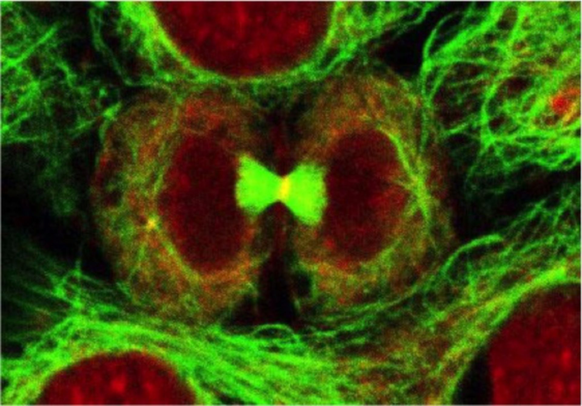 Menschliche Zellen während der Teilung in der Telophase