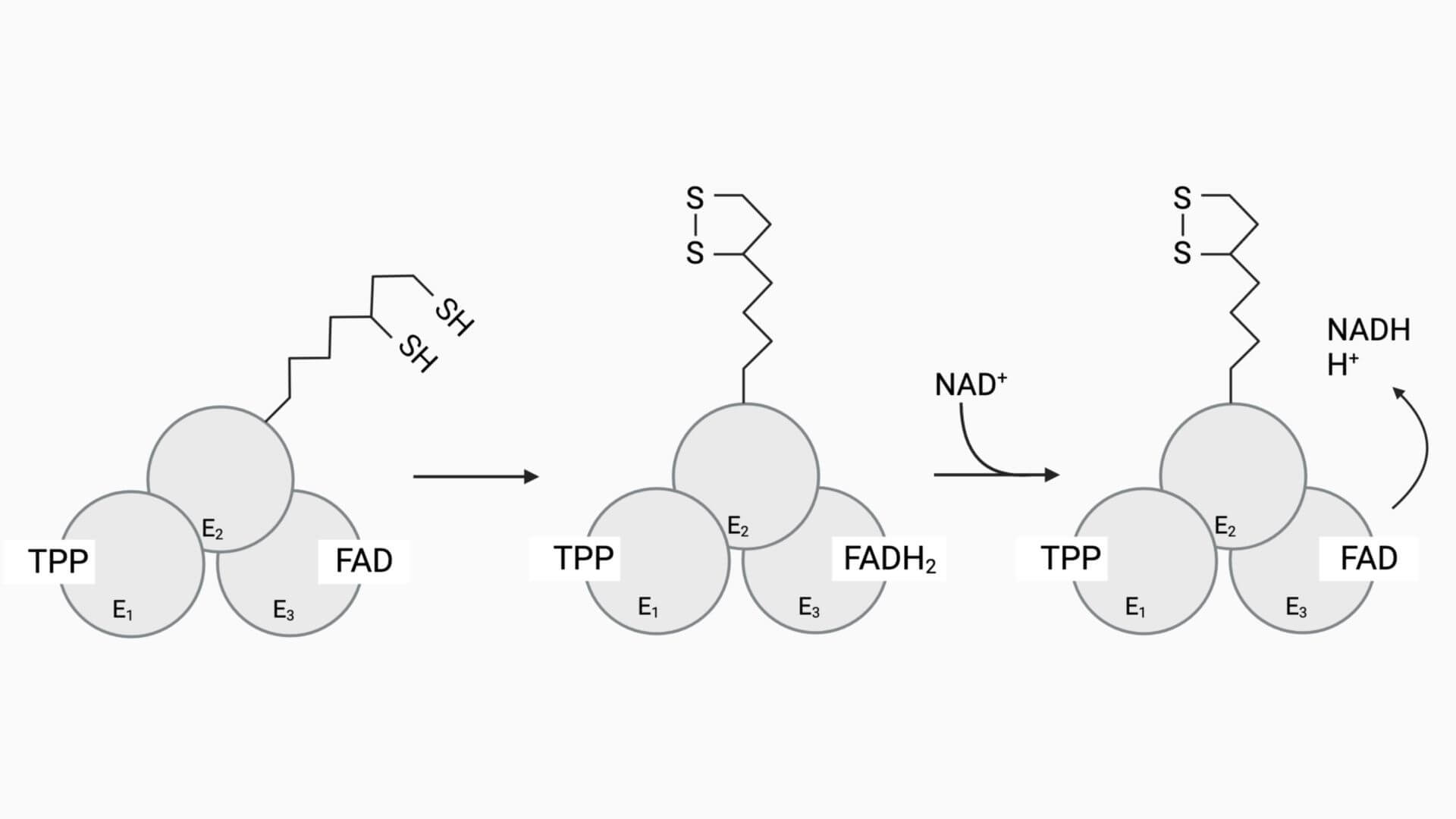 4 Reaktionsschritt Der Pyruvatdehydrogenase DocCheck