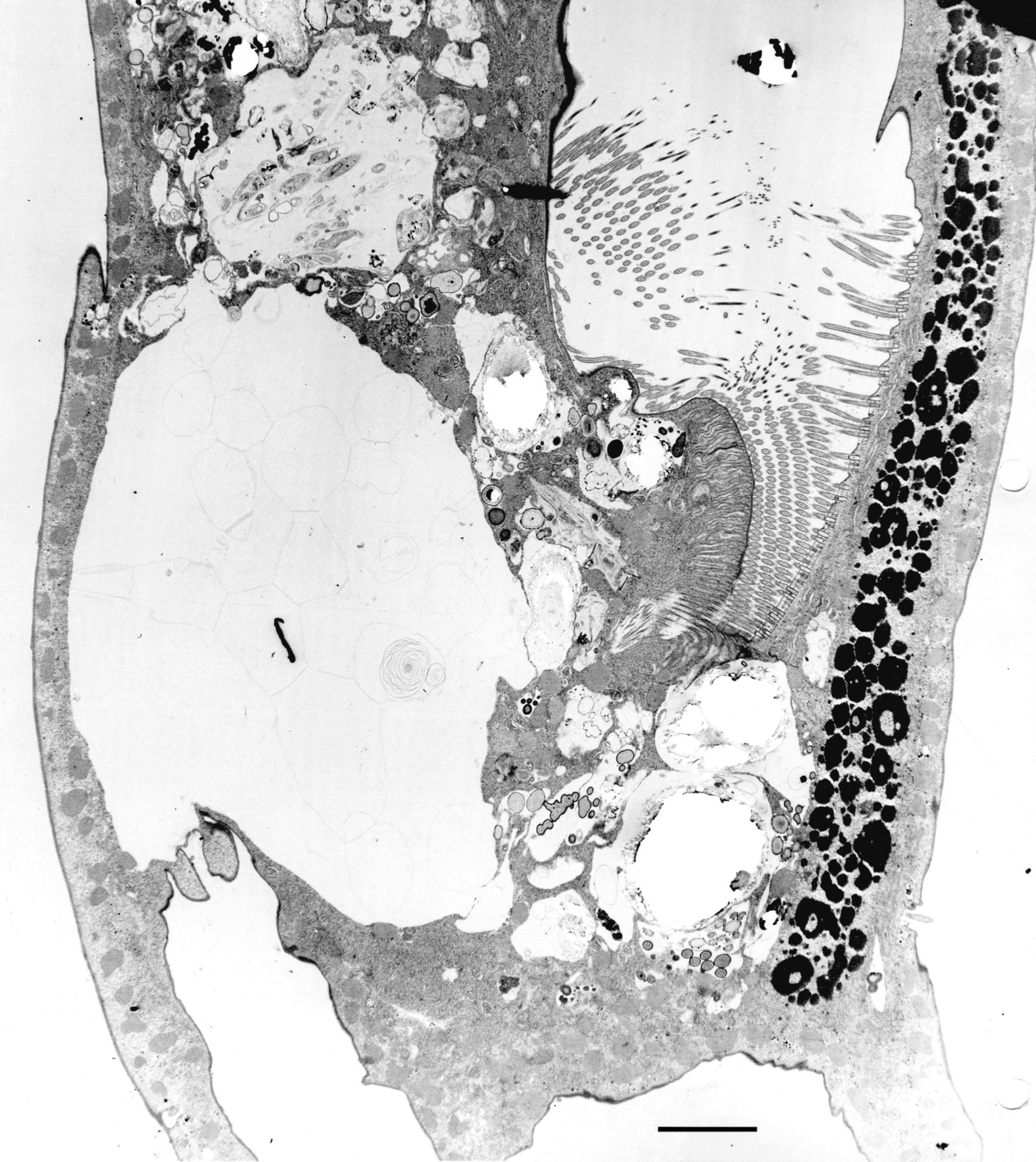 Euplotes sp. (Cytopharynx) - CIL:12330