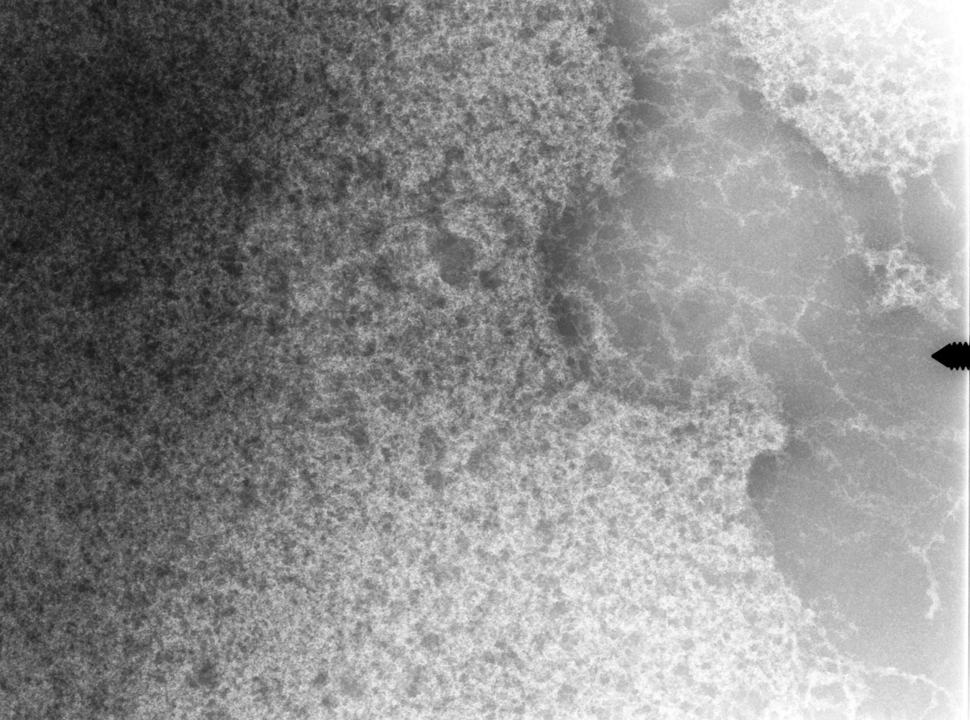 Notopthalmus viridescens (Nuclear chromatin) - CIL:9981