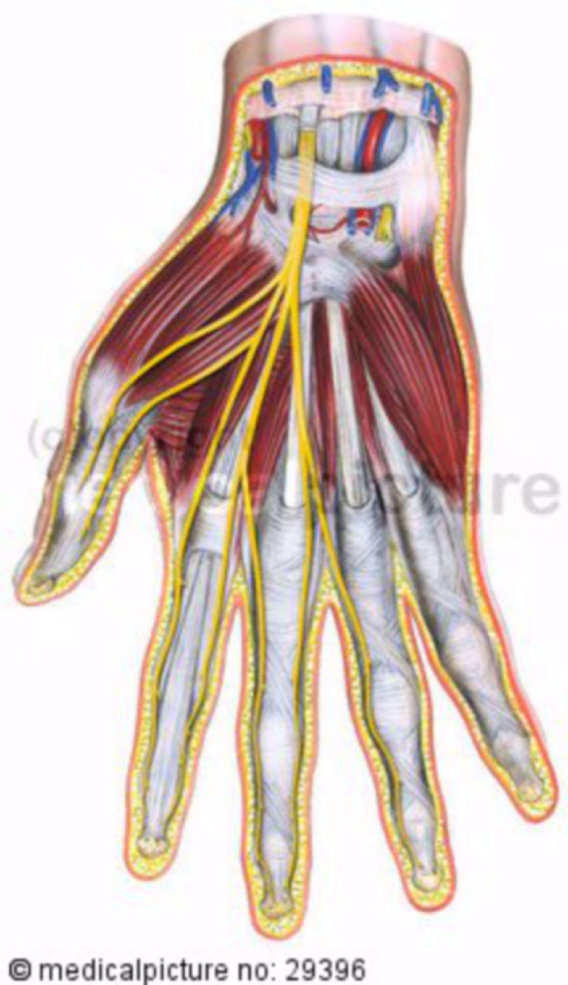 Median nerve of the right hand