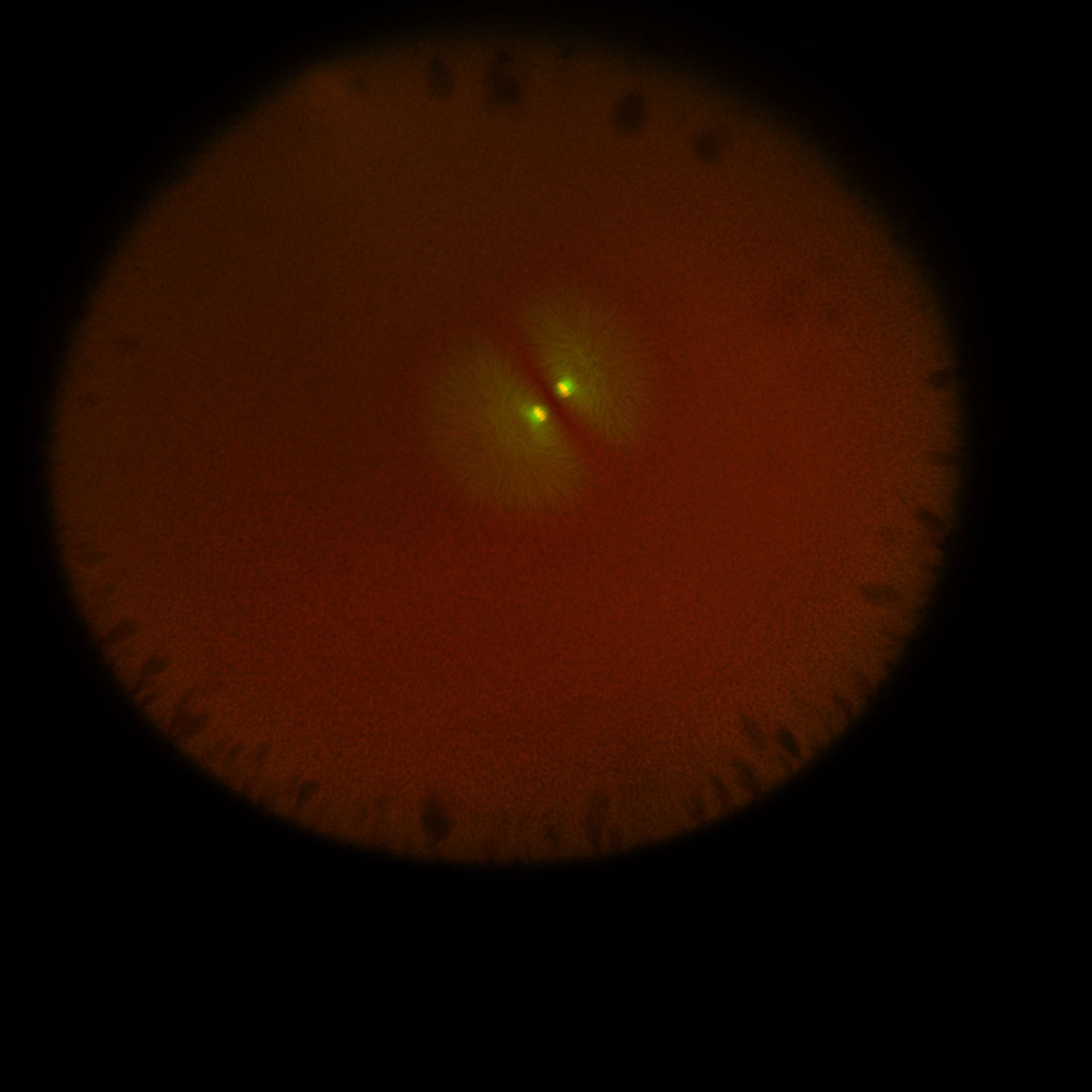 Xenopus laevis (DNA) - CIL:36554