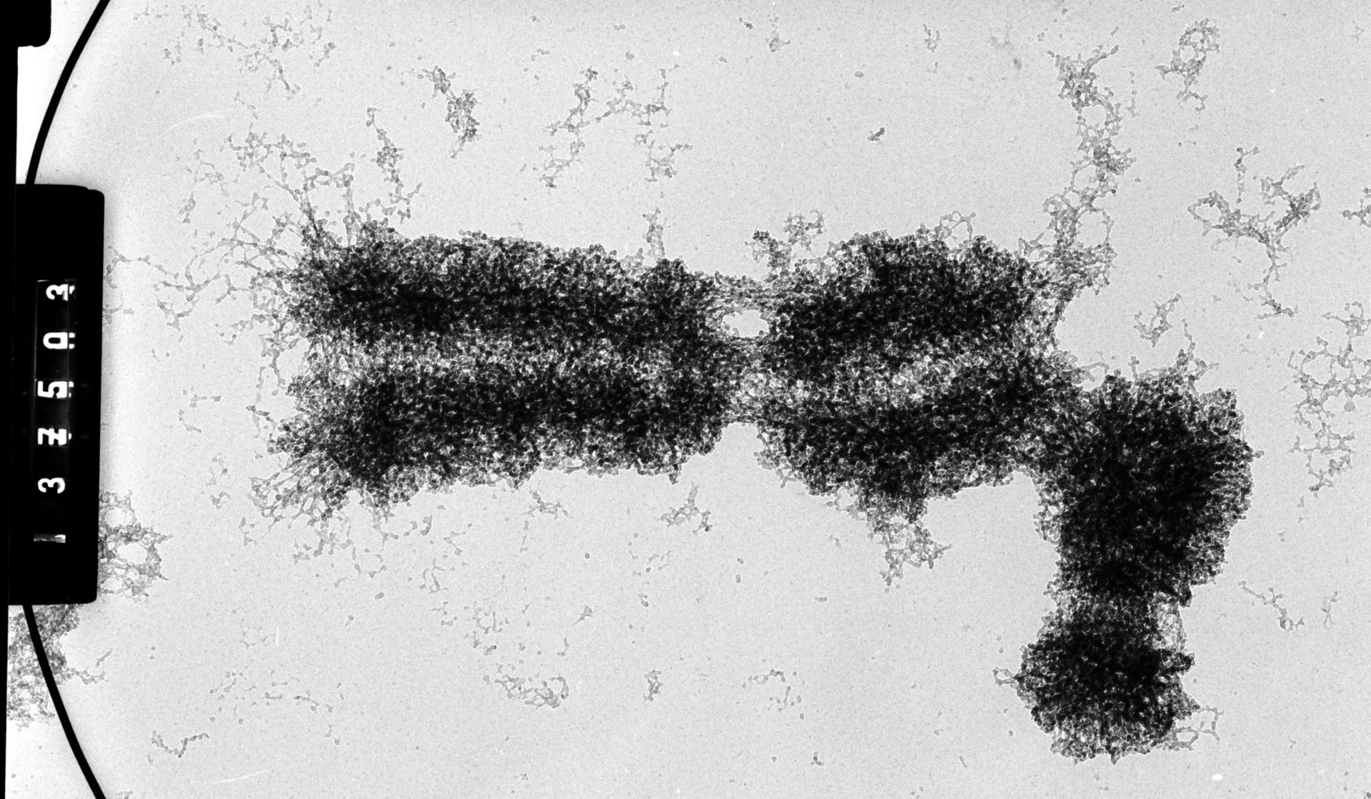 Cricetulus griseus (Nuclear chromosome) - CIL:35548