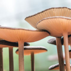 Antimykotikum DocCheck Flexikon