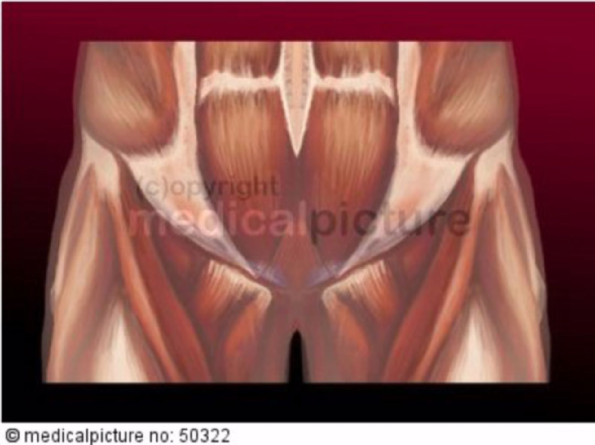 Anatomy of the pelvic area
