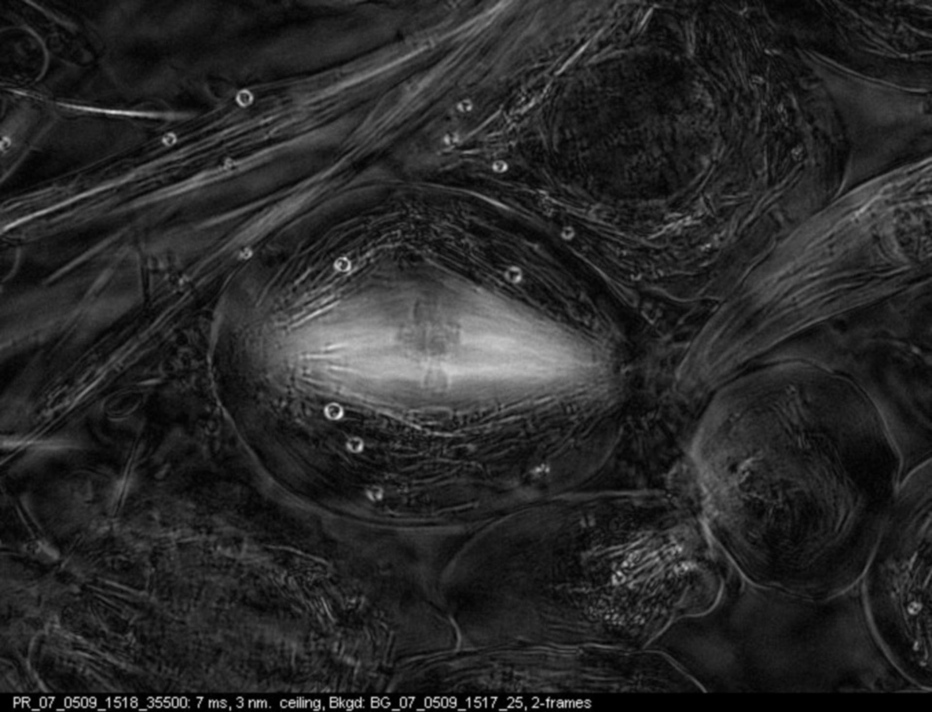 Nephrotoma suturalis (Spindle) - CIL:9063