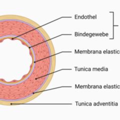 Bindegewebsdiagramm beschriftet