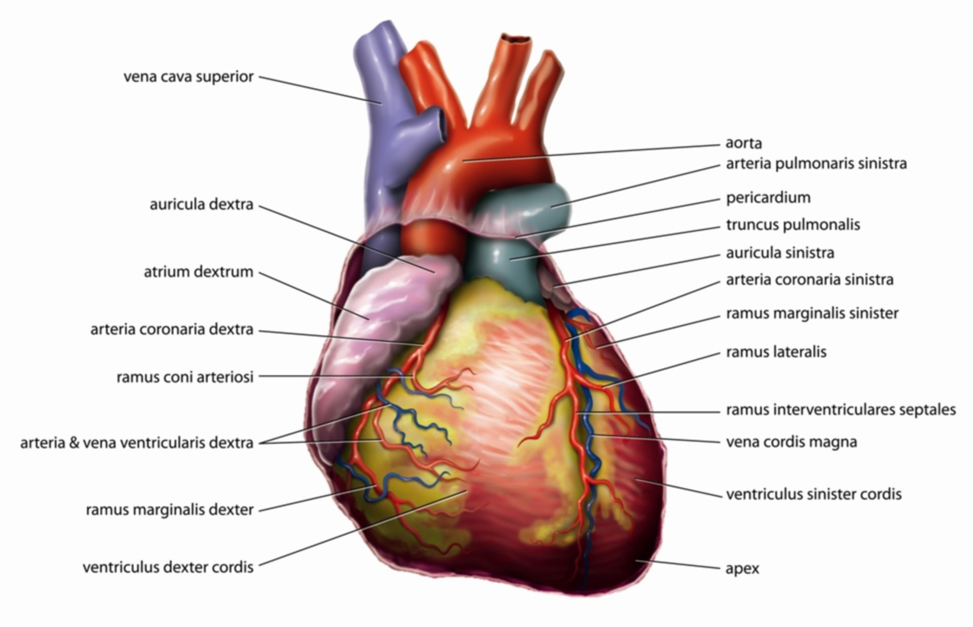 Anatomie des Herzens