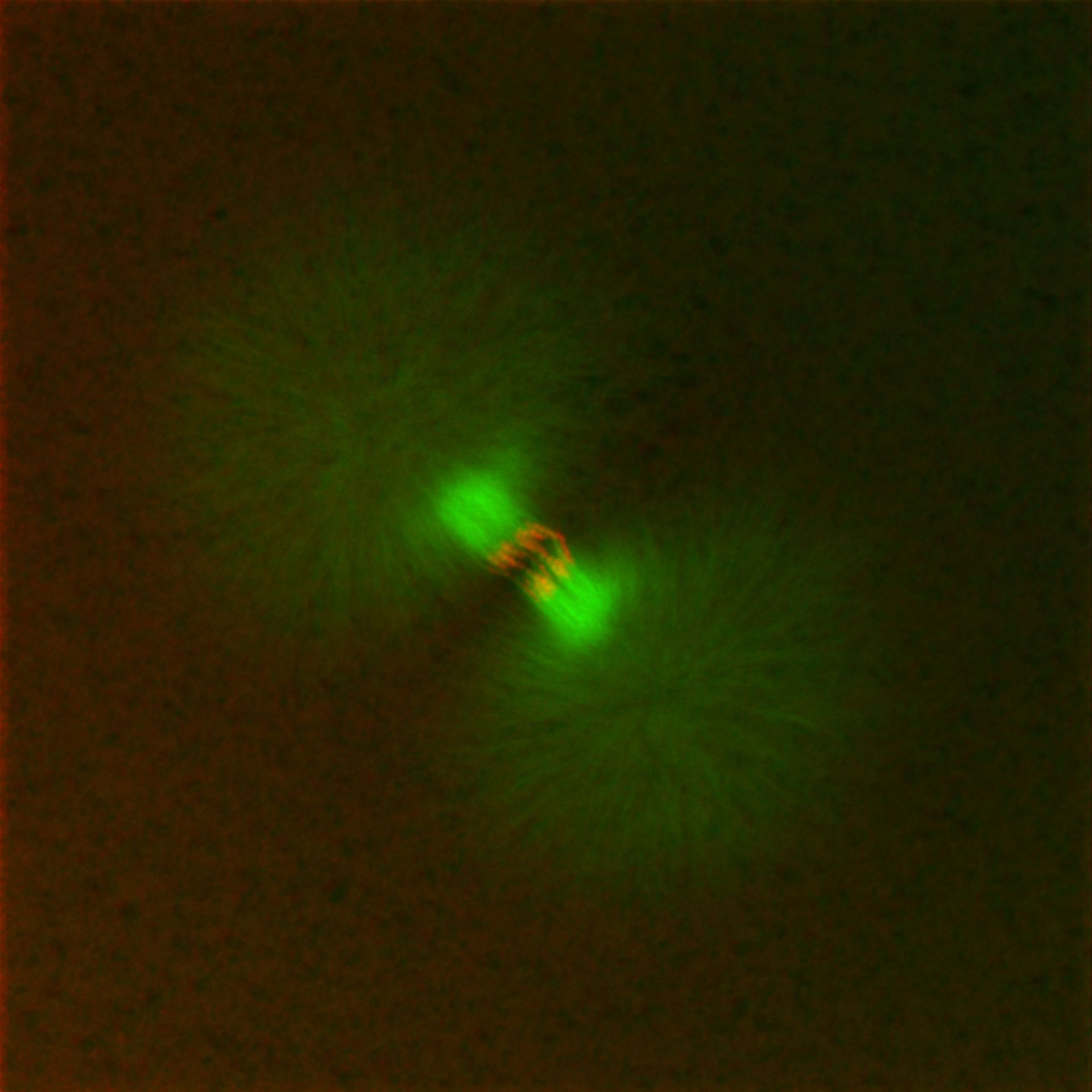 Xenopus laevis (DNA) - CIL:36572