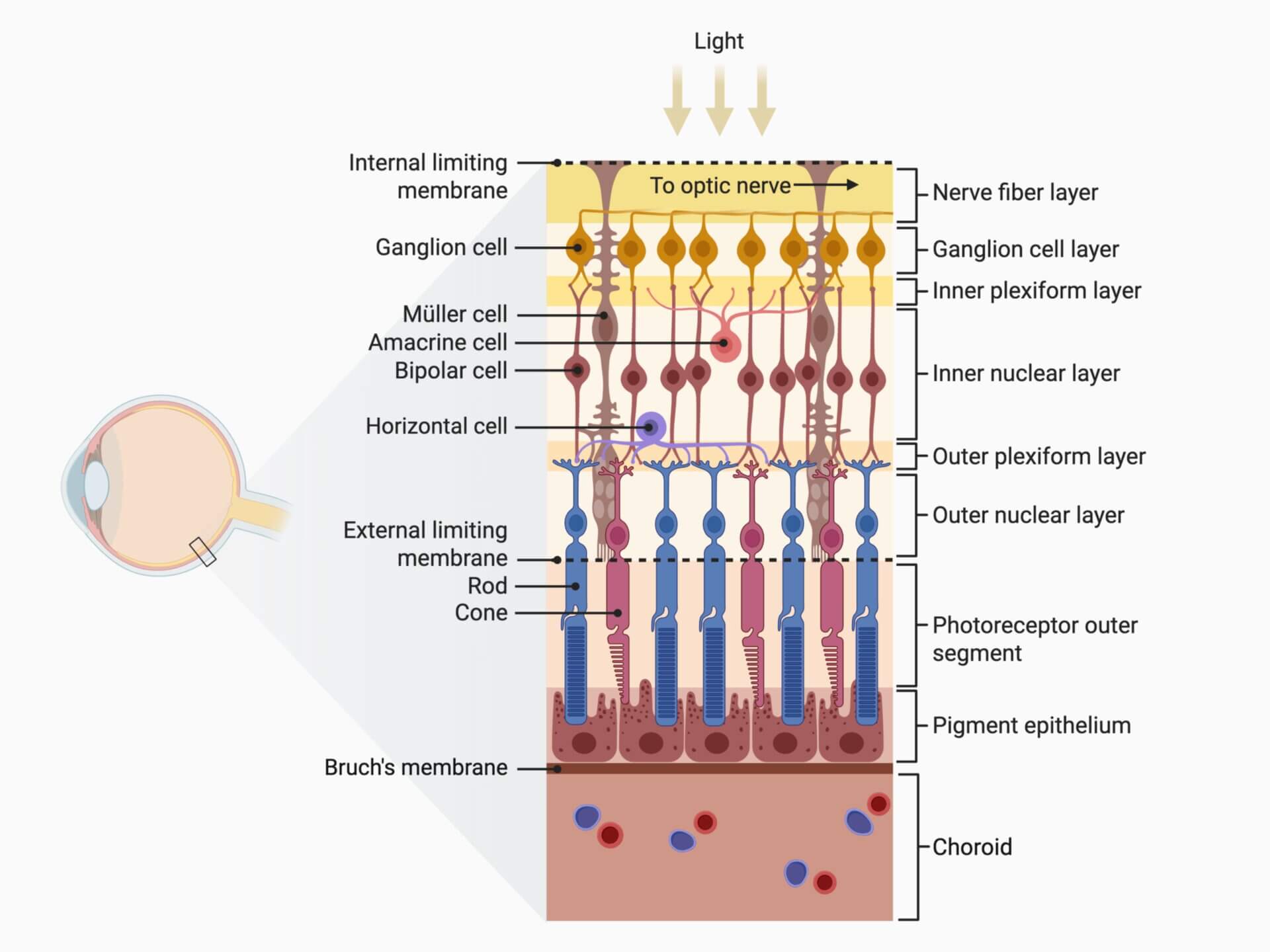 Structure of the Retina