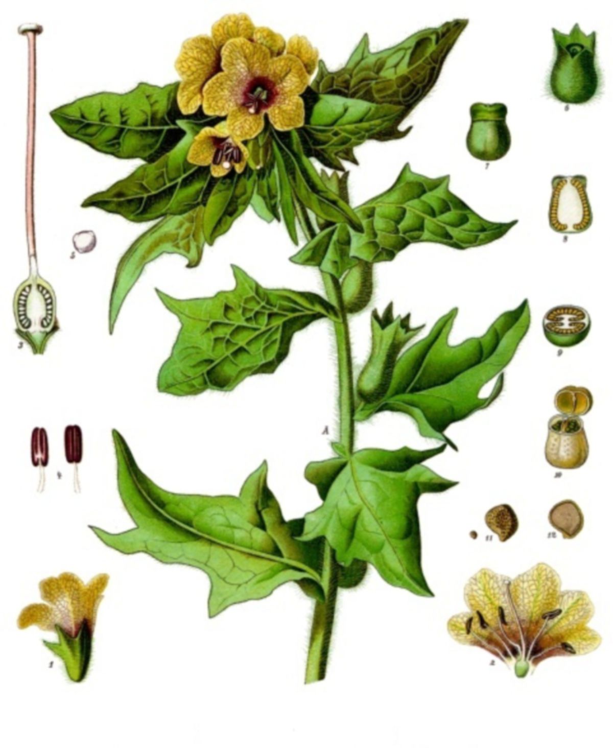 Hyoscyamus niger - Köhlers Medizinal-Pflanzen