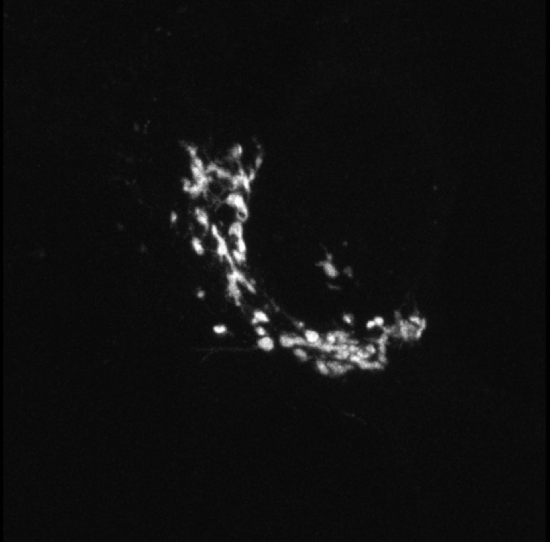 Chlorocebus sabaeus (Golgi apparatus) - CIL:735