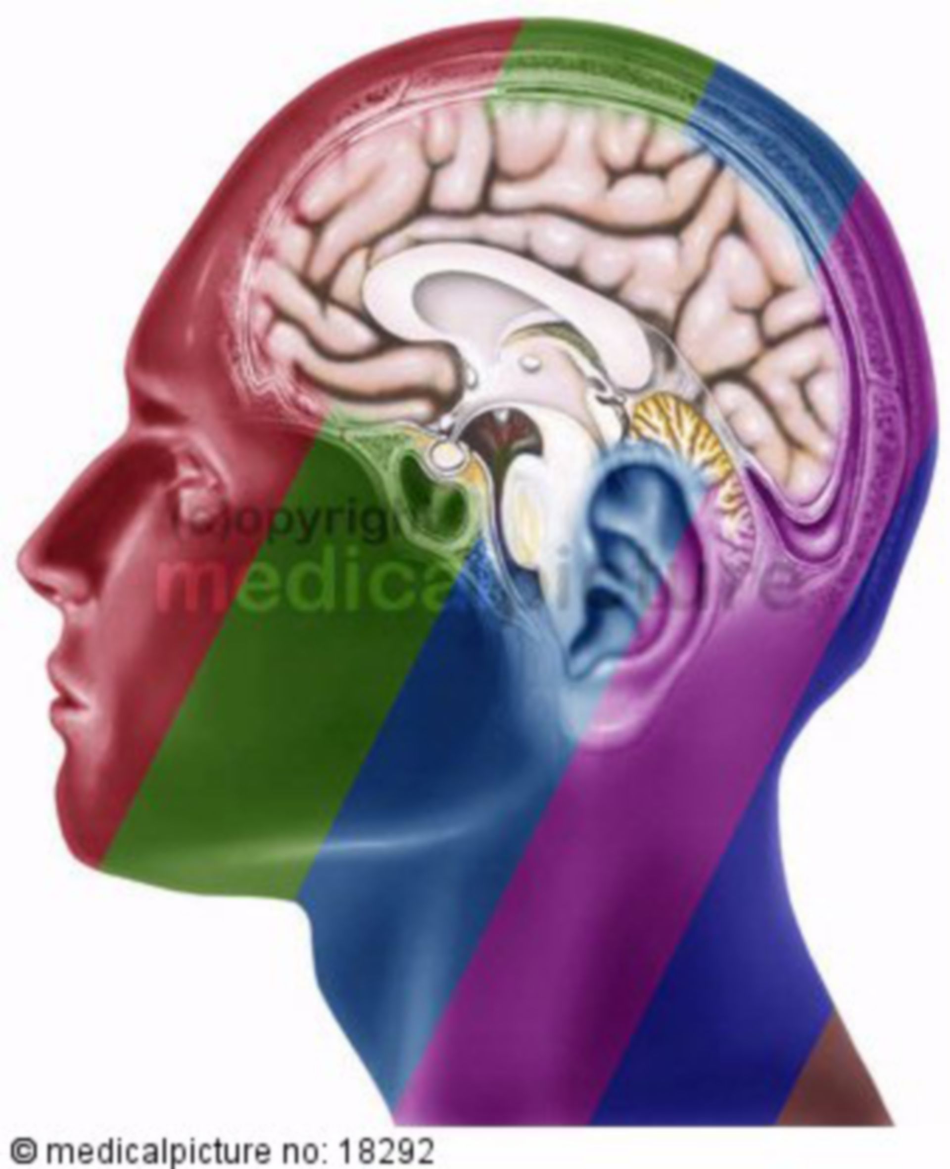  Gehirn in farbig illustriertem Kopf, brain in colored head 
