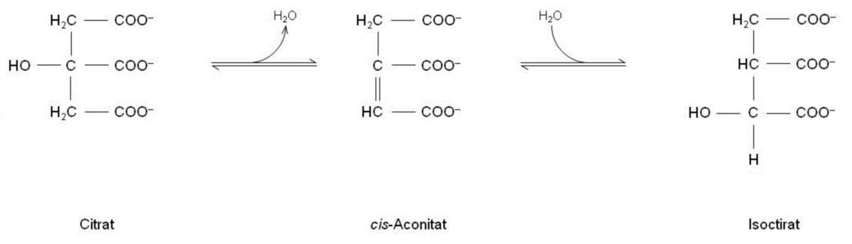 Isomerisierung zu Isocitrat.jpg