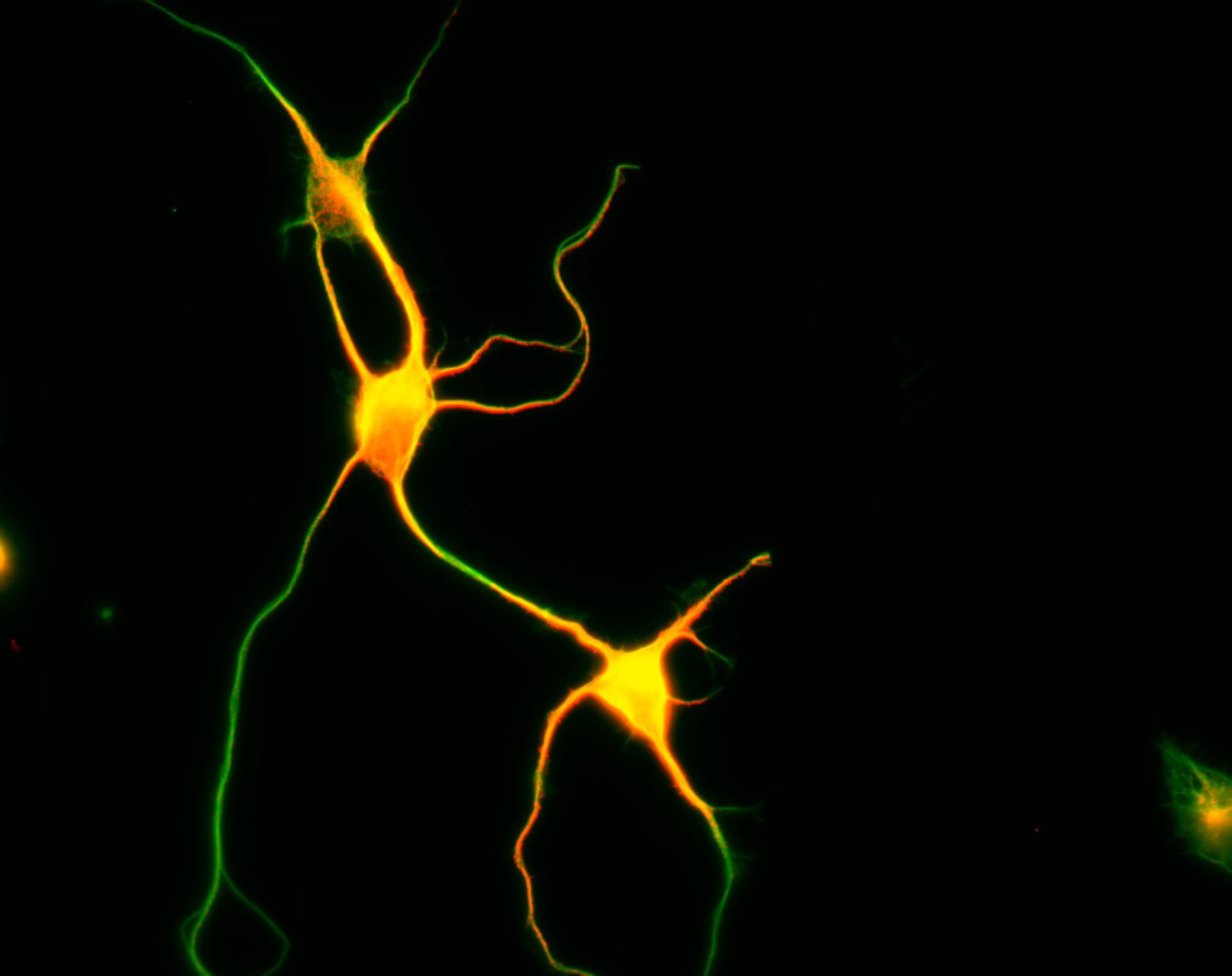 Rattus (Dendrite) - CIL:8475
