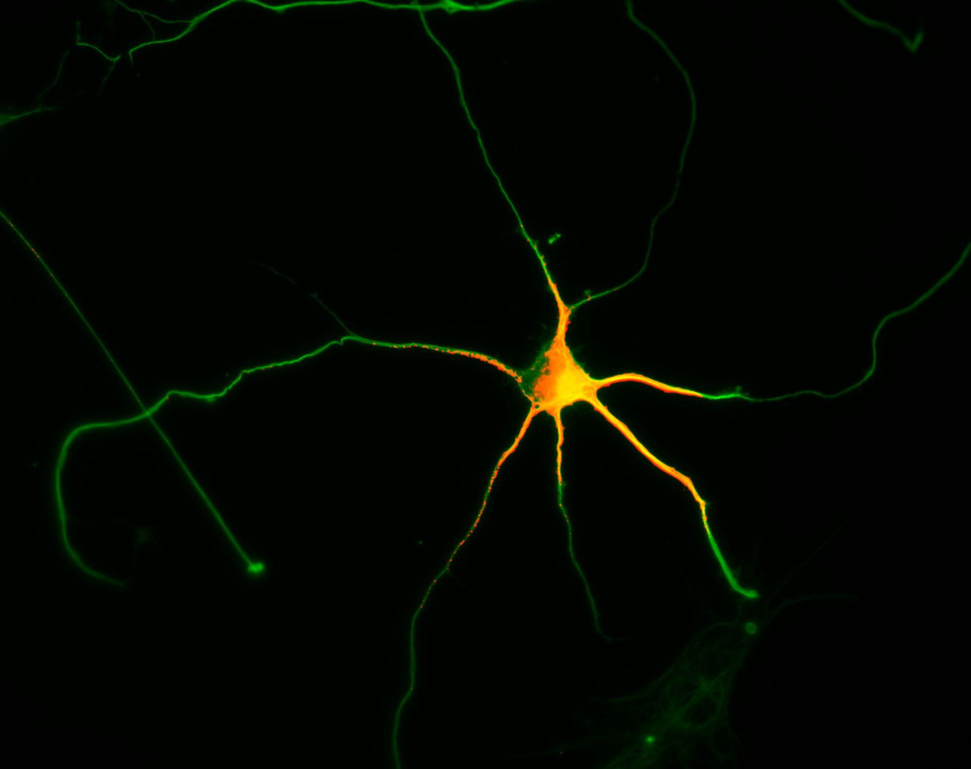 Rattus (Dendrite) - CIL:8273