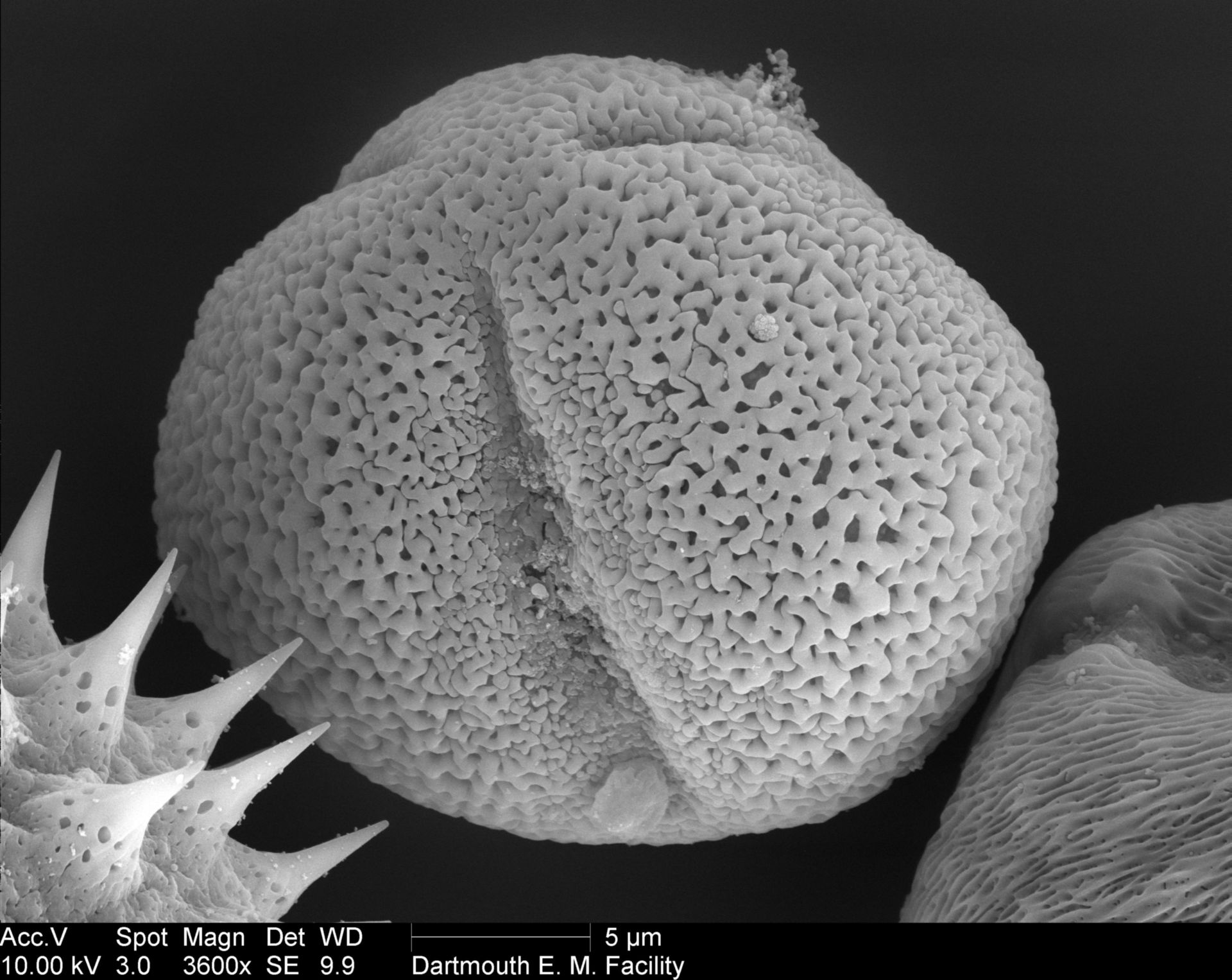 Paeonia lactiflora (Pollen wall) - CIL:40333