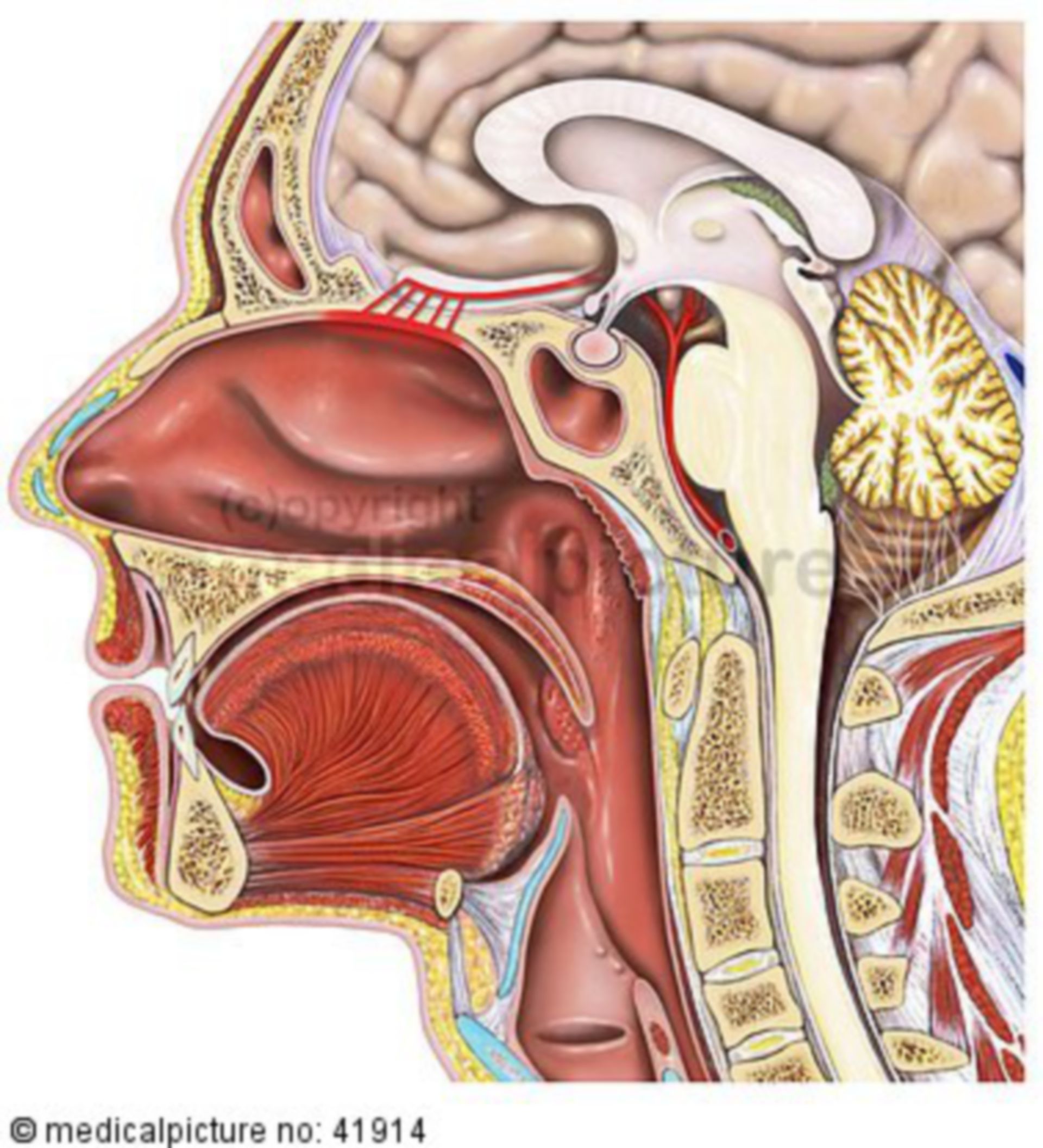 Sagittal cut of head and olfactory organ