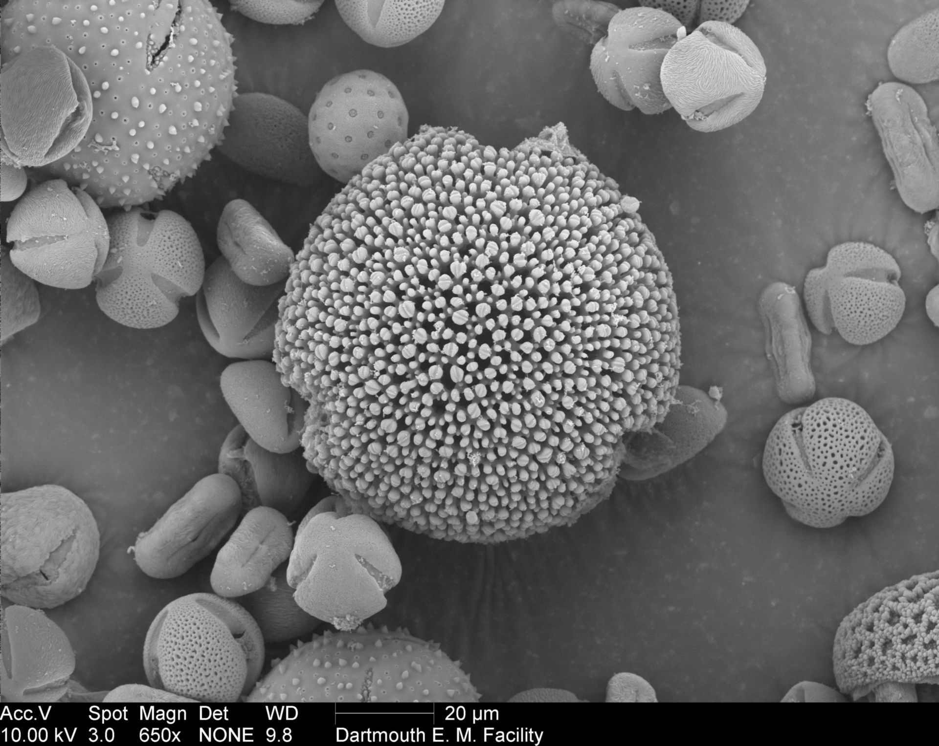 Geranium cinereum (Pollen wall) - CIL:40279