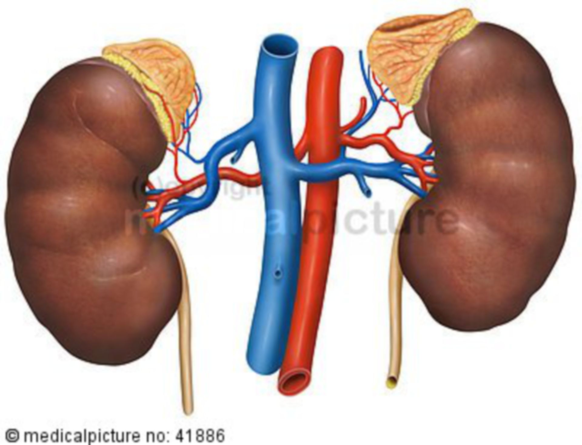 Kidney, adrenal gland