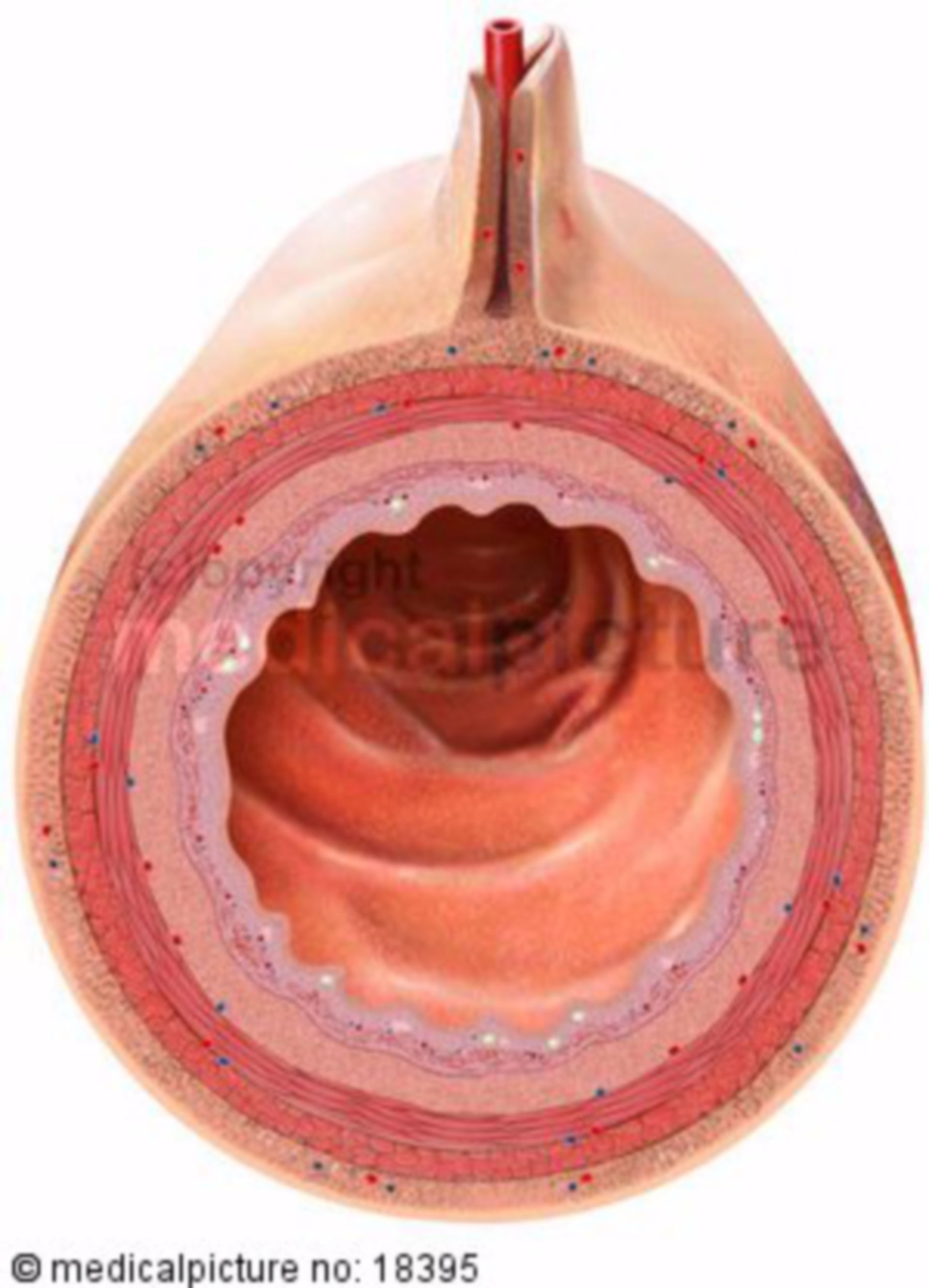 Lumen of the small intestine ileum DocCheck