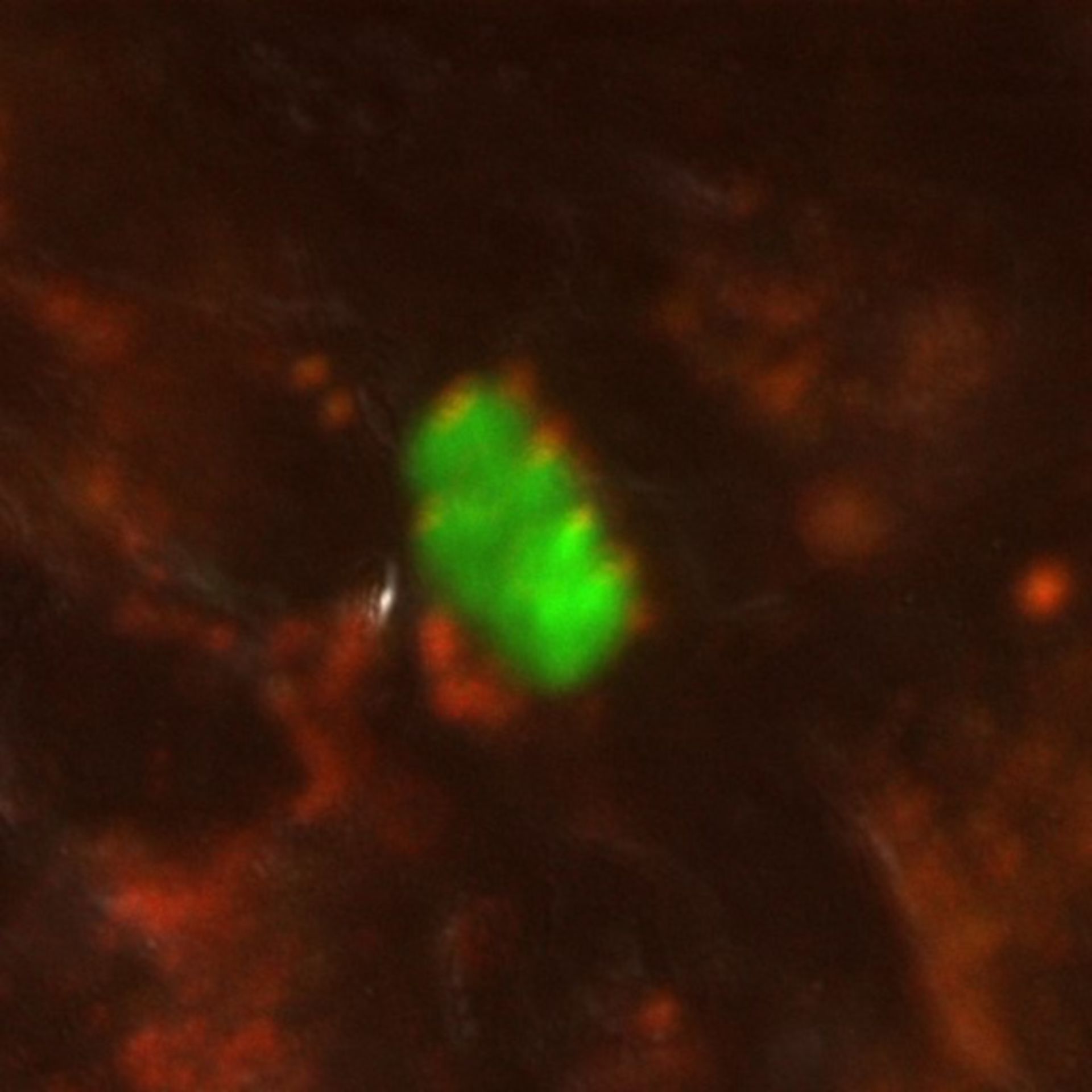 Toxoplasma gondii RH (Microtubule organizing center) - CIL:10461