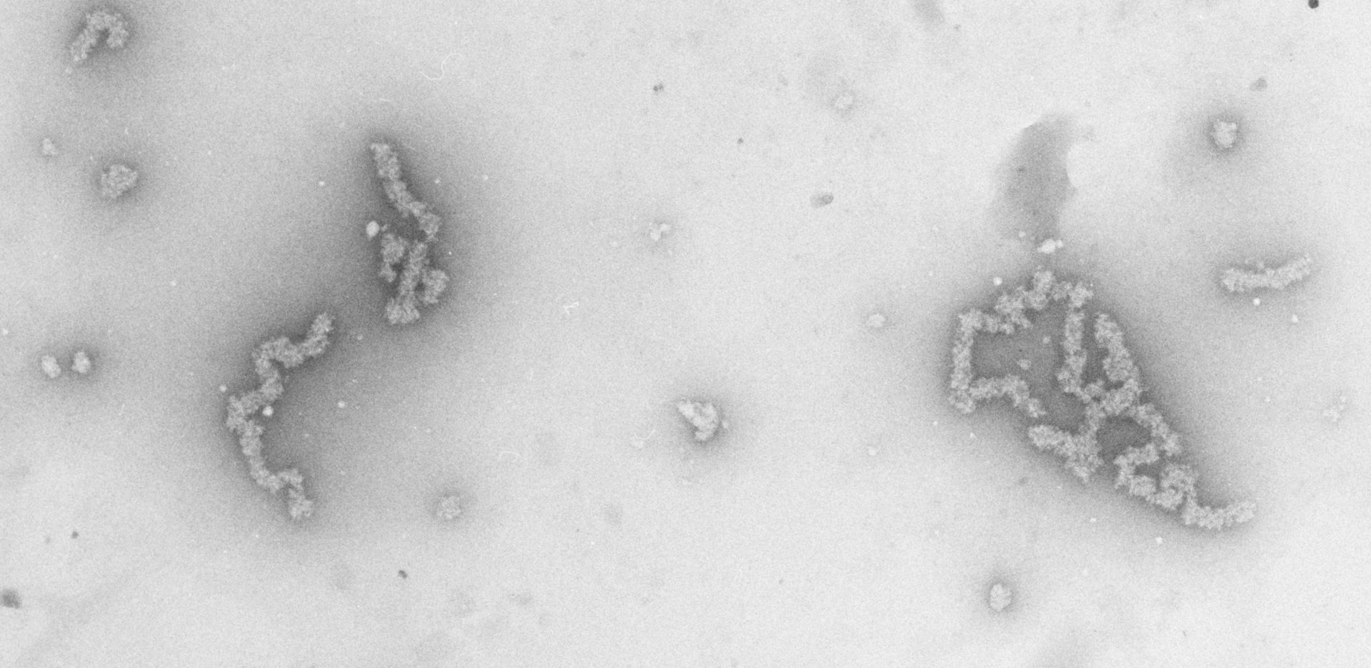 Necturus maculosus (Nucleate erythrocyte) - CIL:696