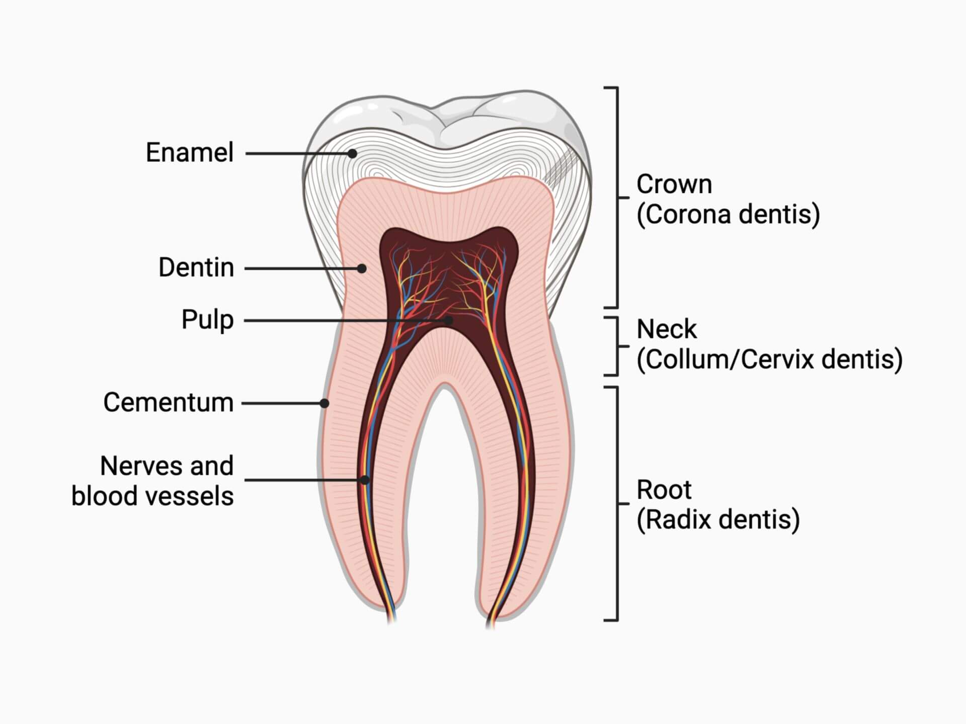 Anatomy of a tooth