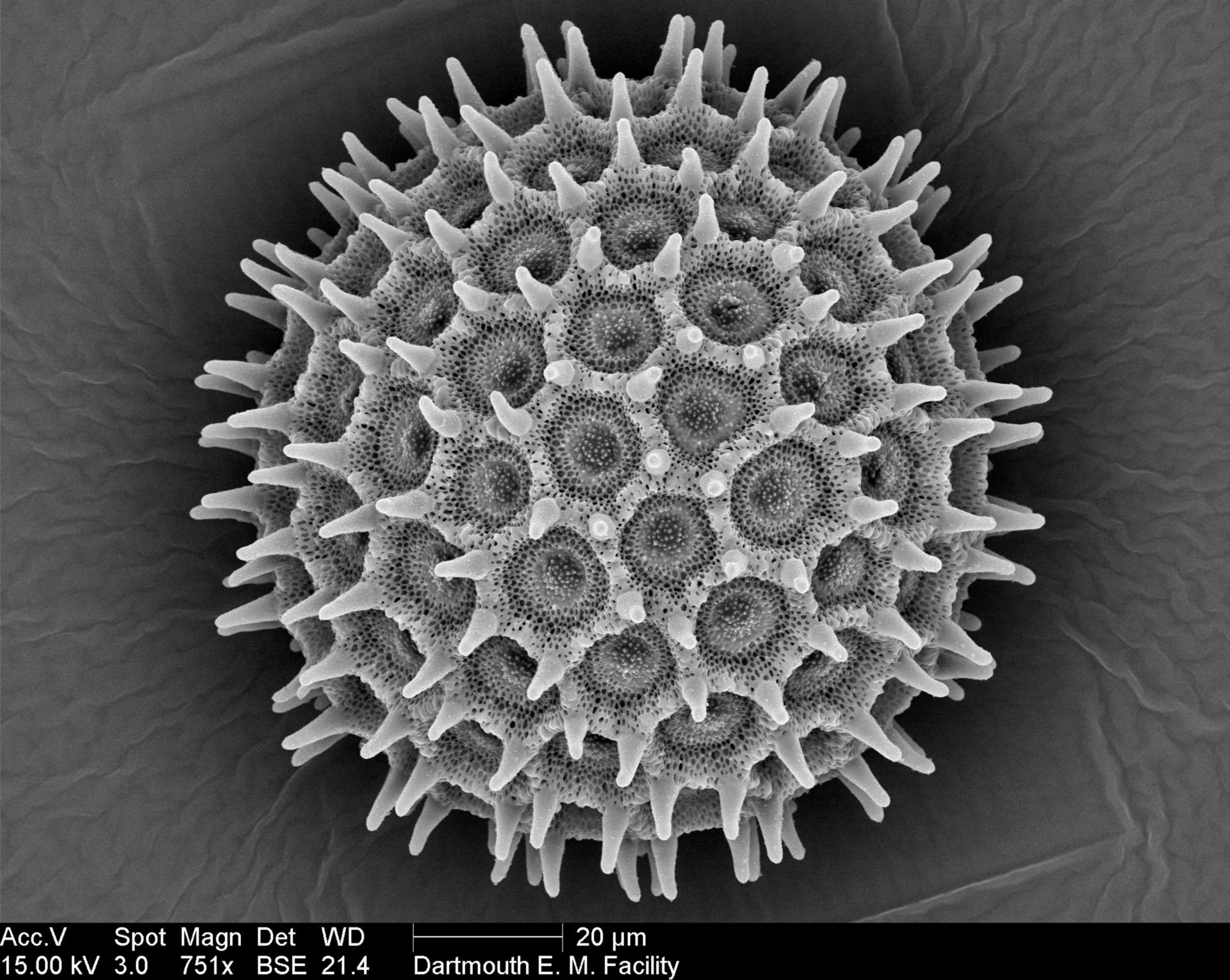 Ipomea purpurea (Pollen wall) - CIL:40322