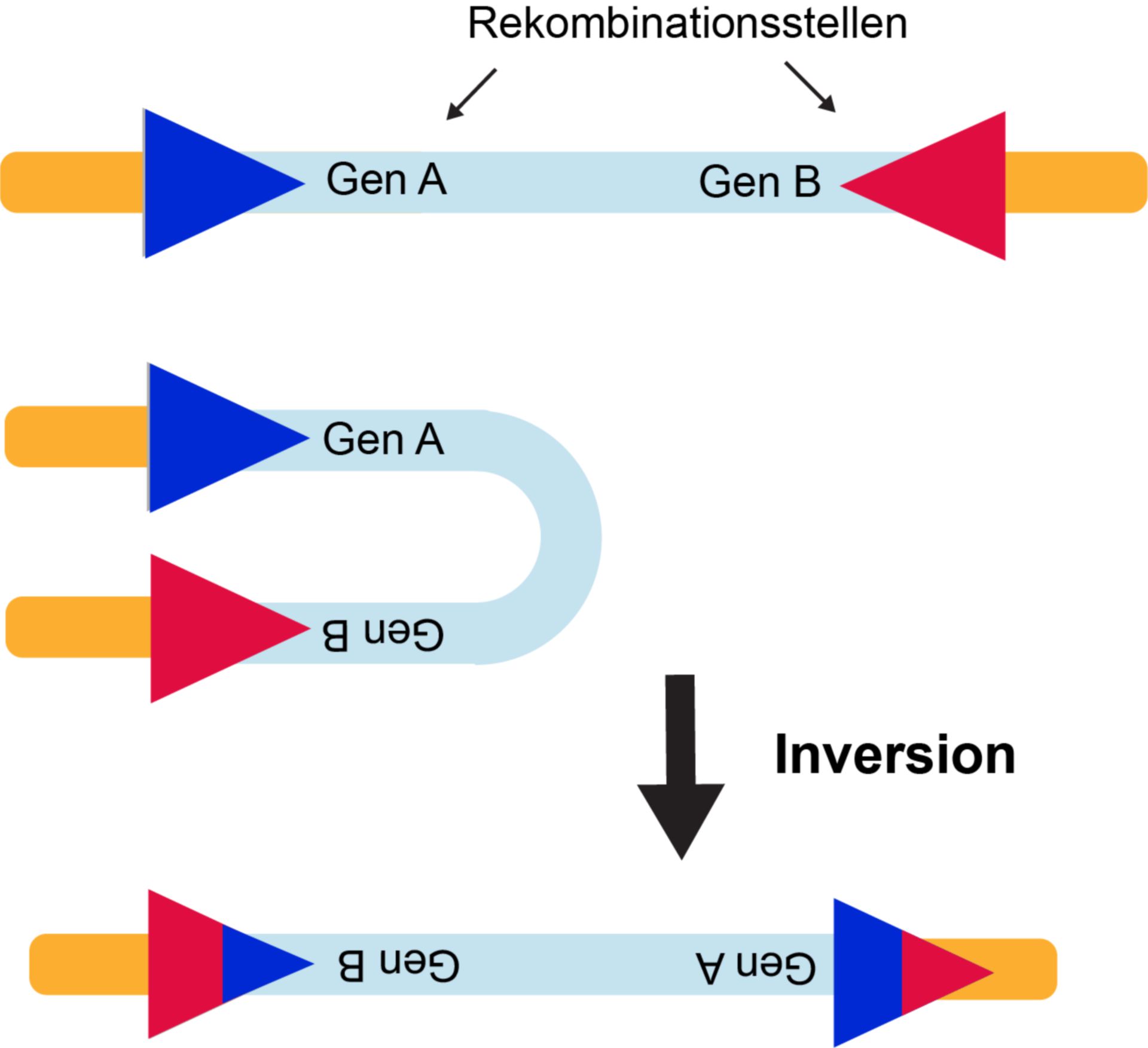 Sequenzspezifische Rekombination - Inversion