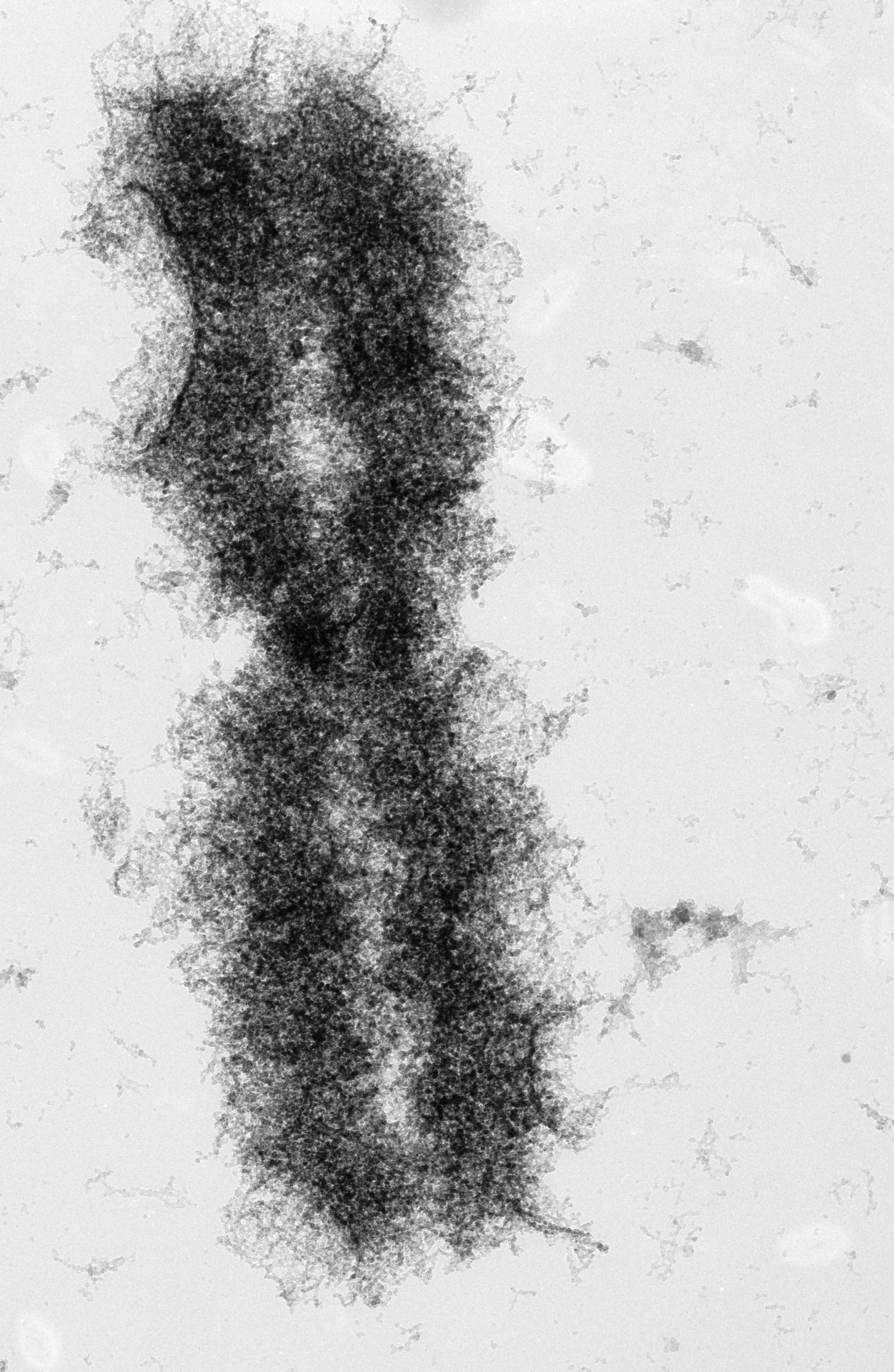 Mus musculus (Nuclear chromosome) - CIL:40682