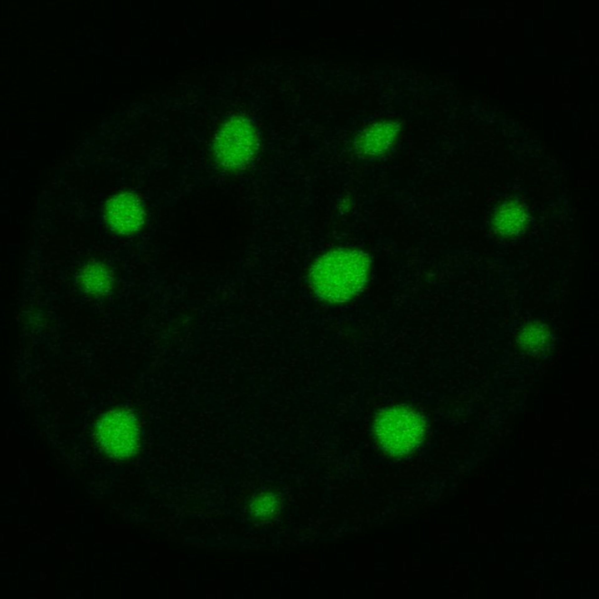 Mus musculus (Nuclear chromatin) - CIL:8043