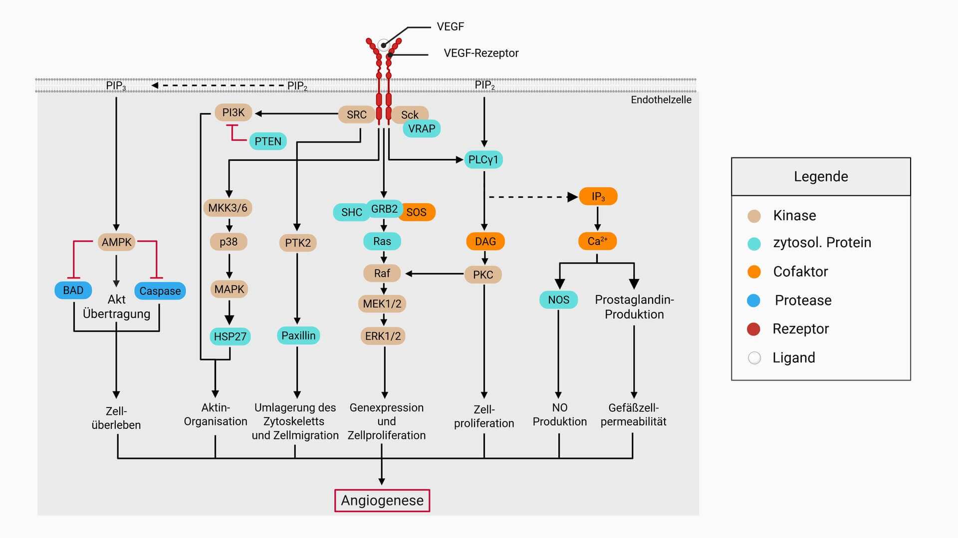 VEGF-Vascular Endothelial Growth Factor