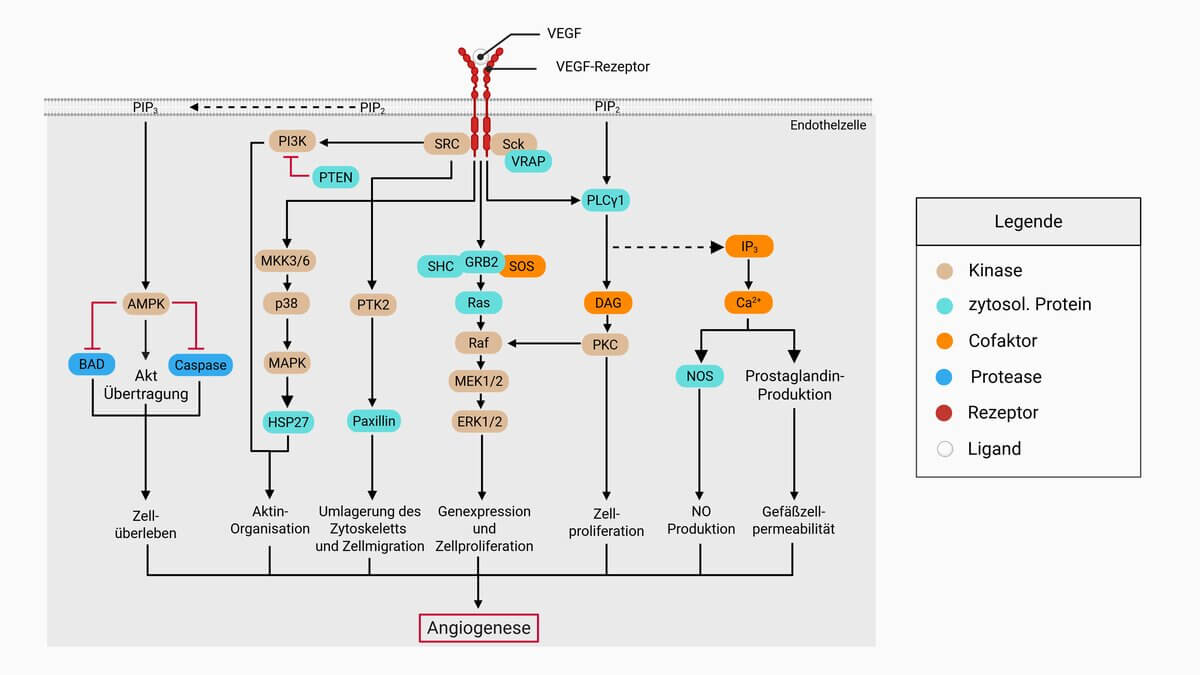 VEGF-Vascular Endothelial Growth Factor