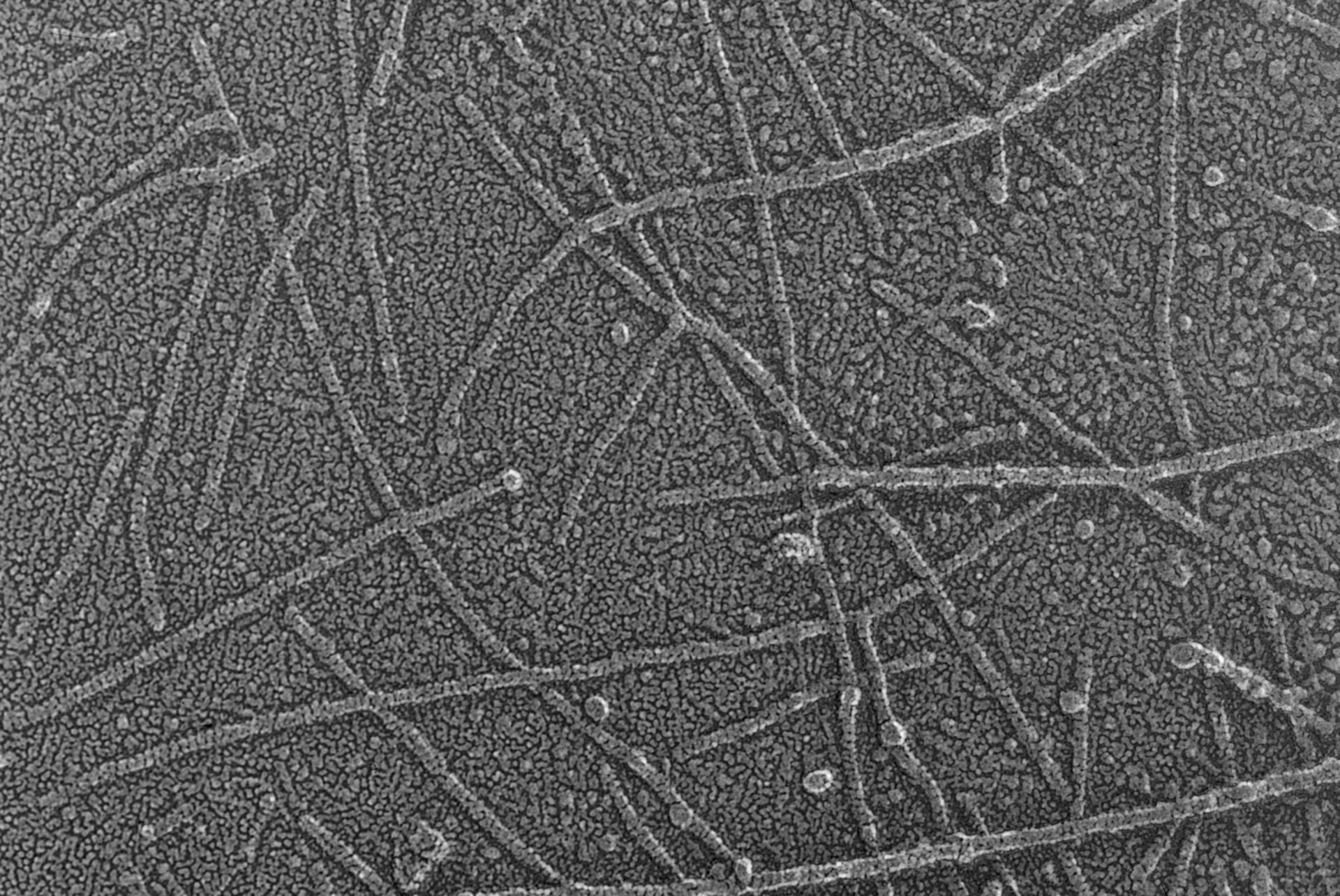 Oryctolagus cuniculus (Cytoskeleton) - CIL:6273