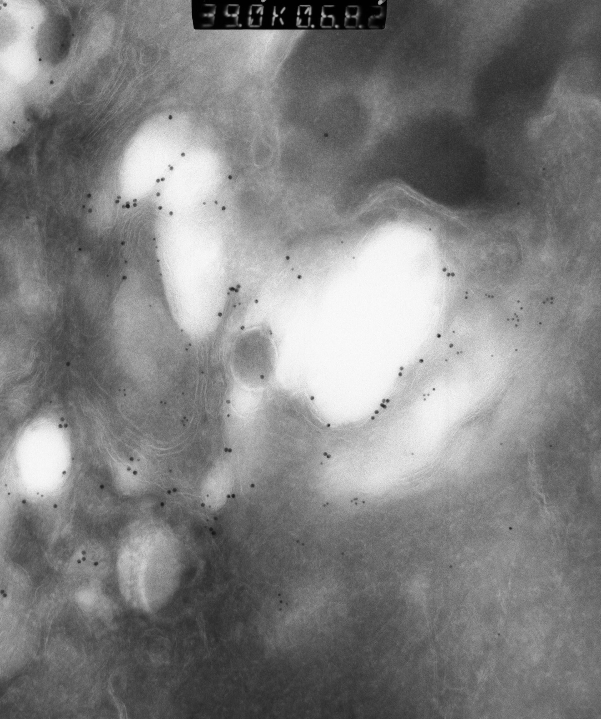 Rattus rattus (Mitochondrion) - CIL:12954