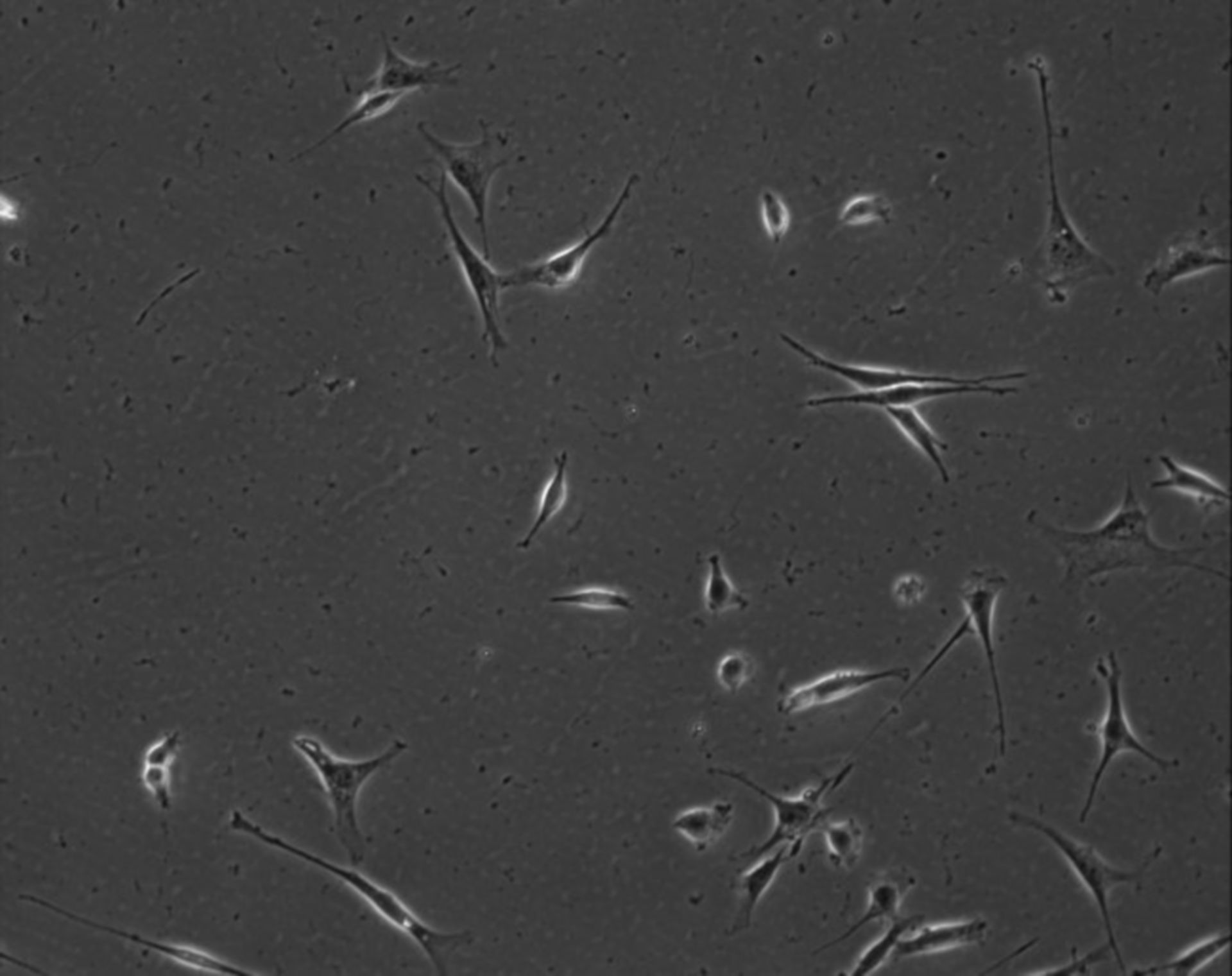 Mus musculus (Extracellular matrix part) - CIL:7860