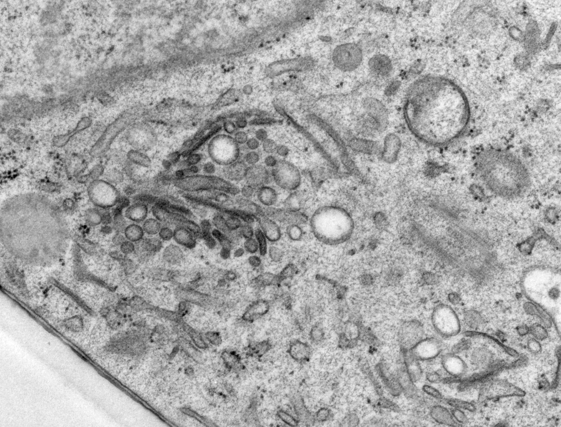 Rattus norvegicus (Golgi cisterna) - CIL:24519