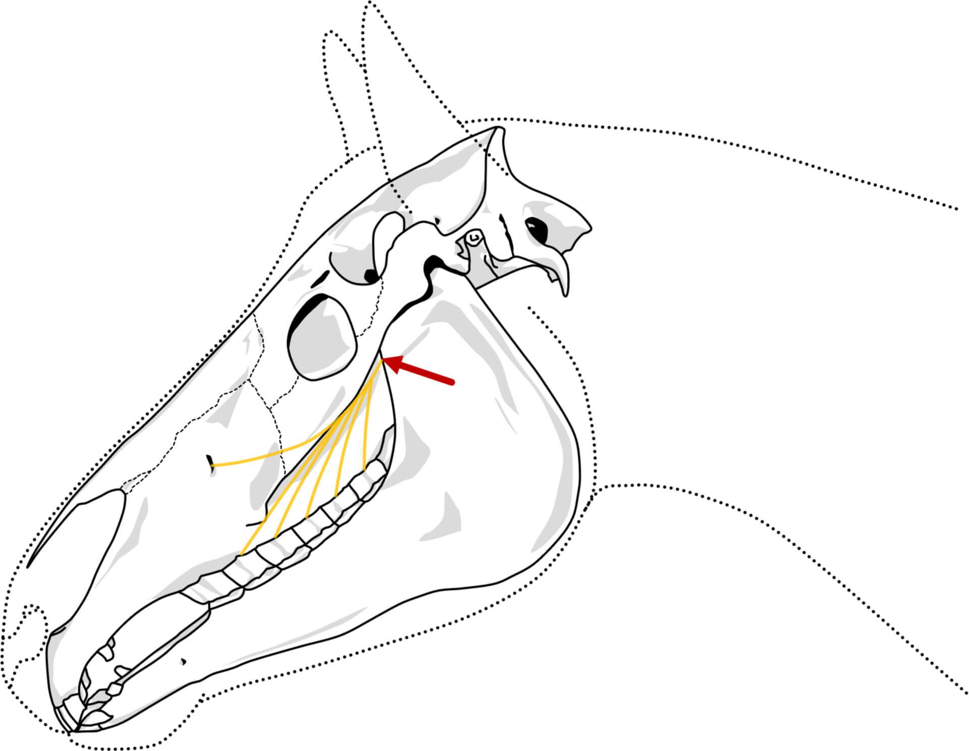 Foramen-maxillare-Anästhesie (© Patrick Messner)