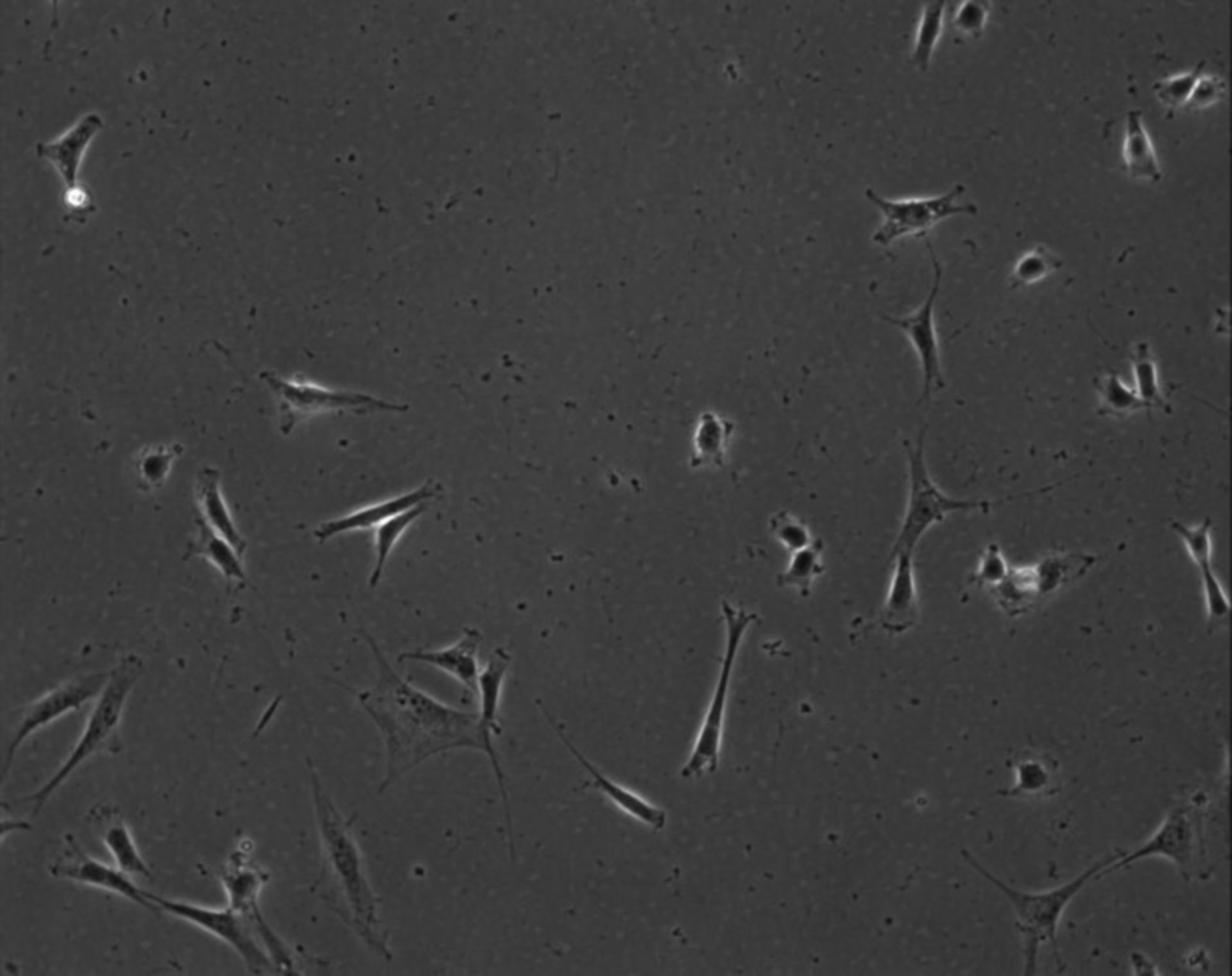 Mus musculus (Extracellular matrix part) - CIL:8861