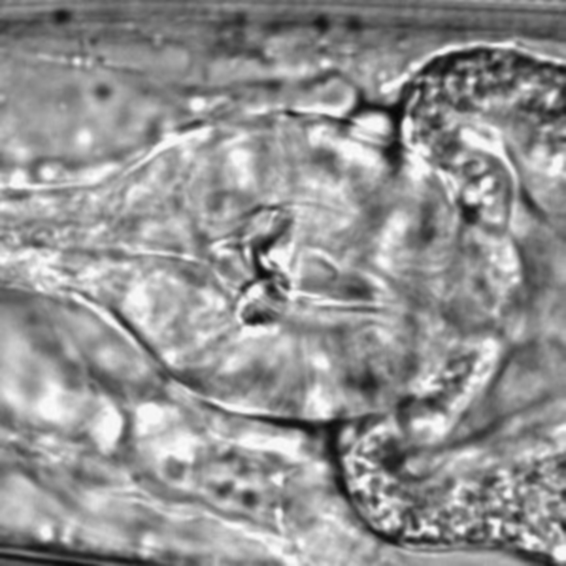 Caenorhabditis elegans - CIL:1630