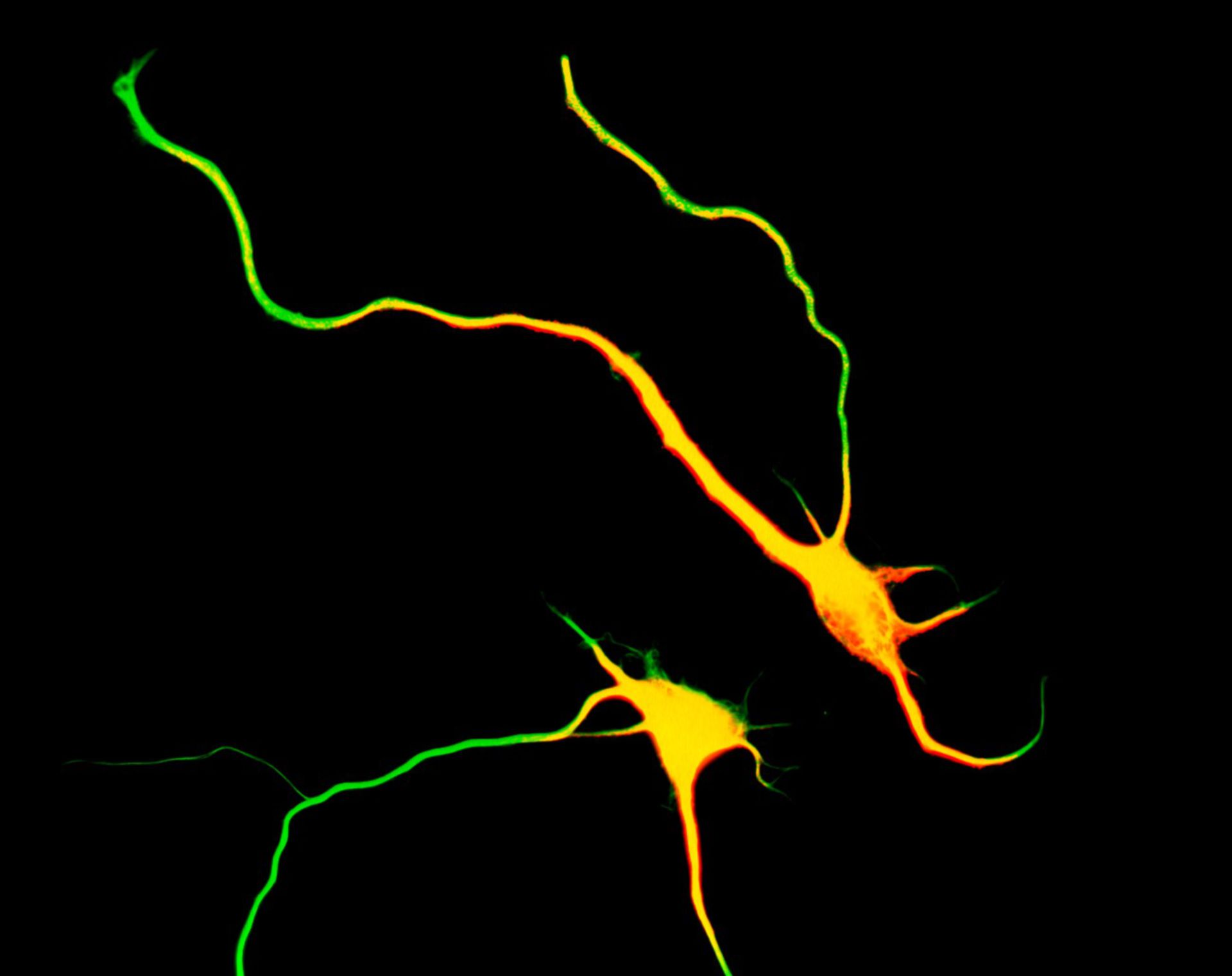 Rattus (Dendrite) - CIL:8455