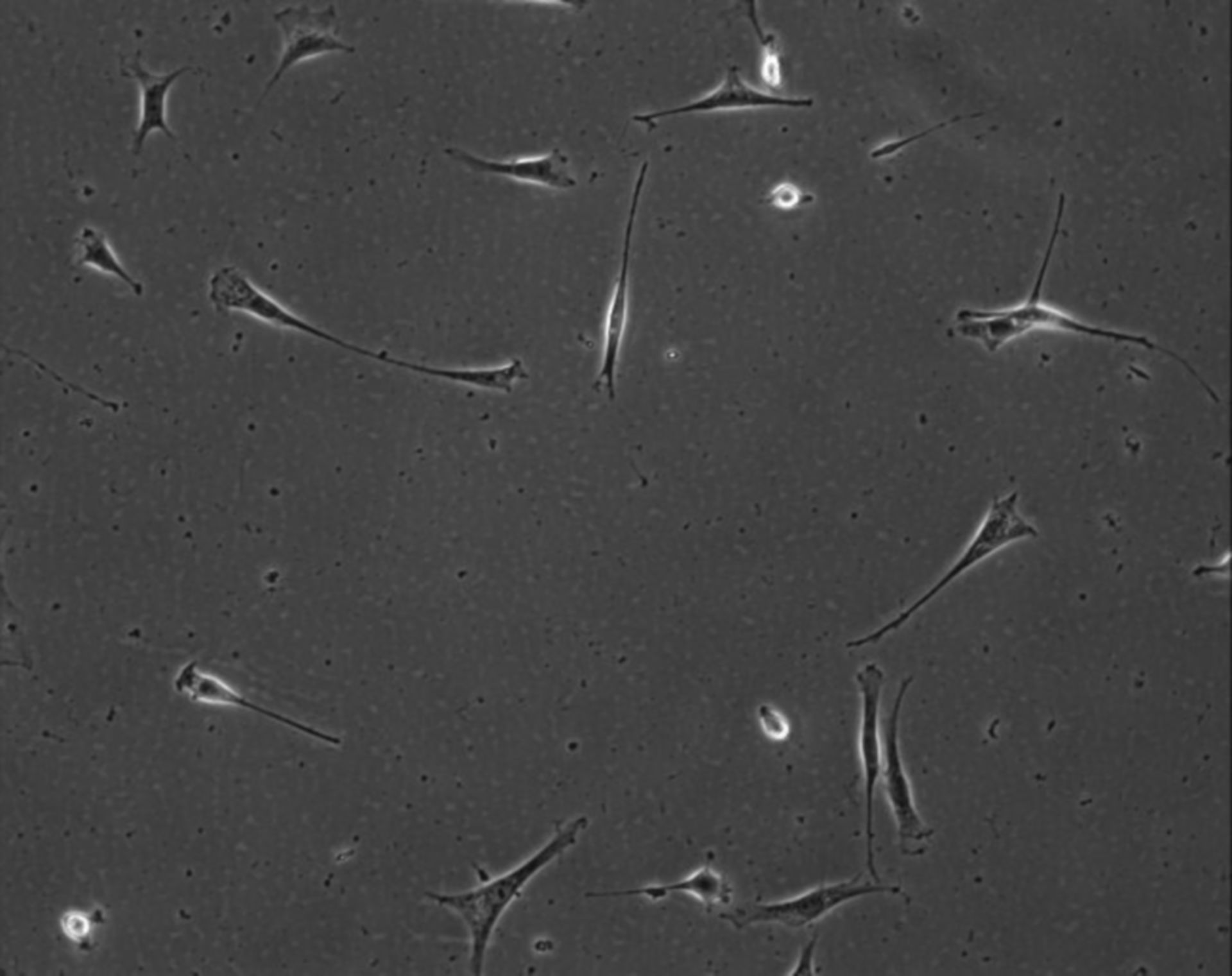 Mus musculus (Extracellular matrix part) - CIL:8980