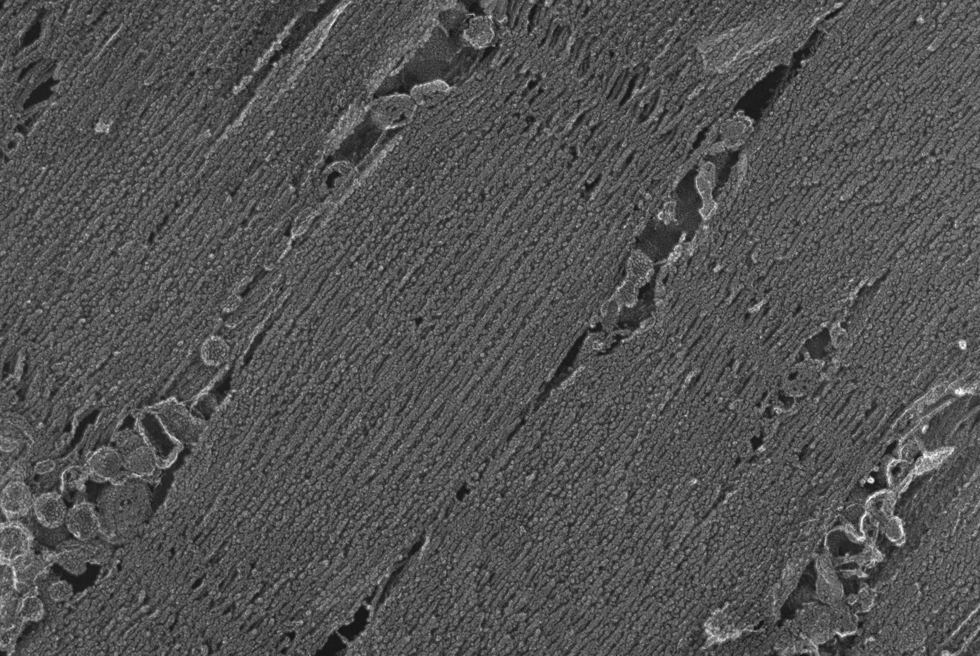 Oryctolagus cuniculus (Cytoskeleton) - CIL:6553