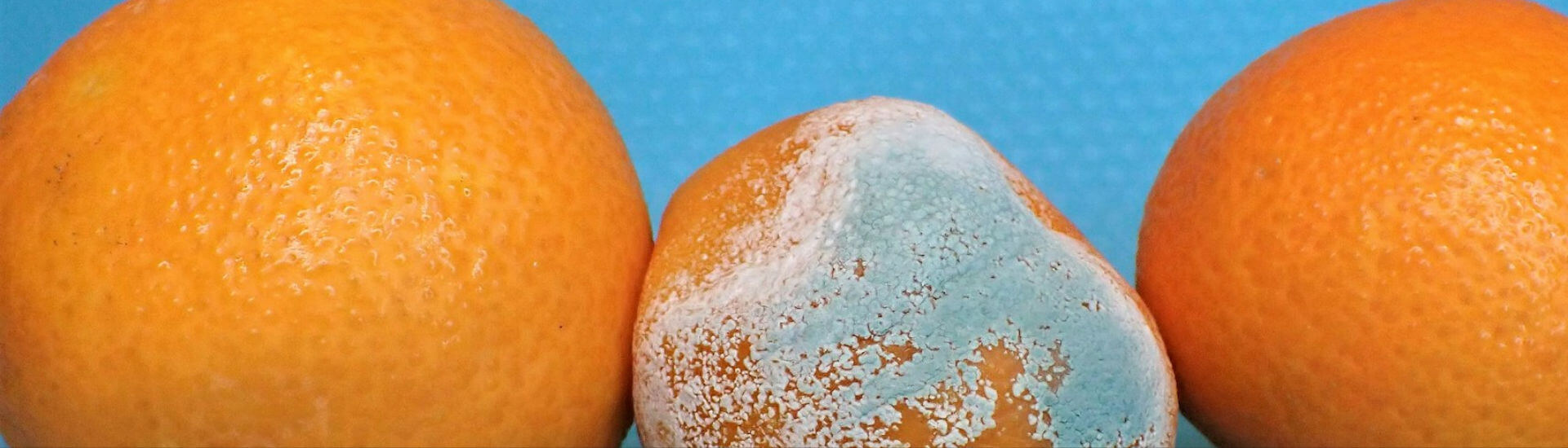 “Can people get moldy?” DocCheck World Today Journal