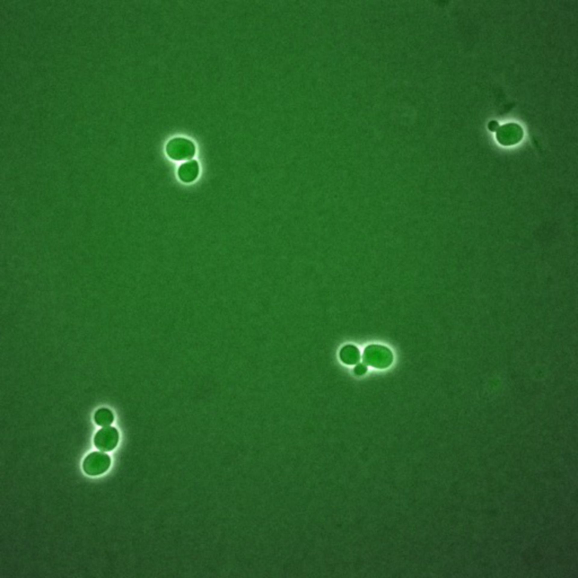Saccharomyces cerevisiae (BCK2 protein) - CIL:35793