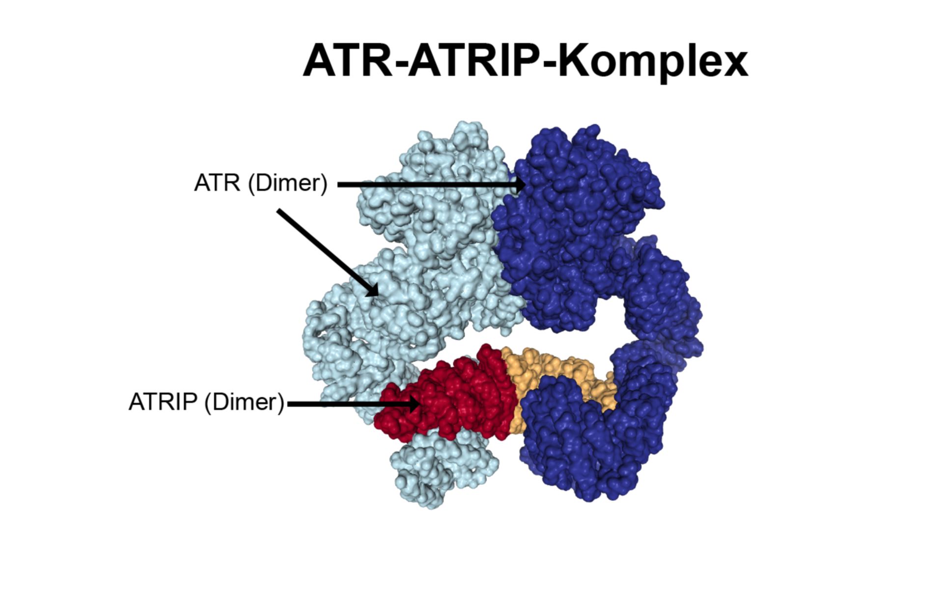 ATR-ATRIP-Komplex