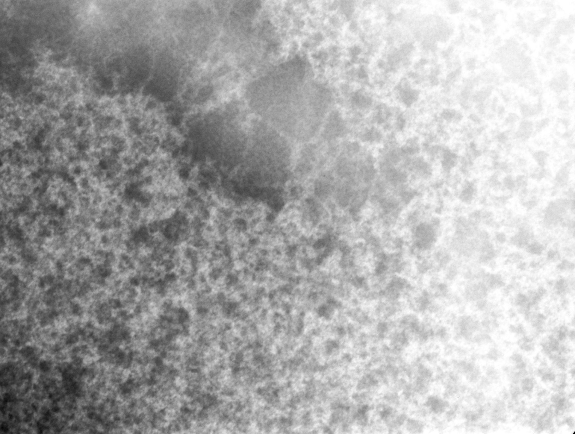 Notopthalmus viridescens (Nuclear chromatin) - CIL:7347